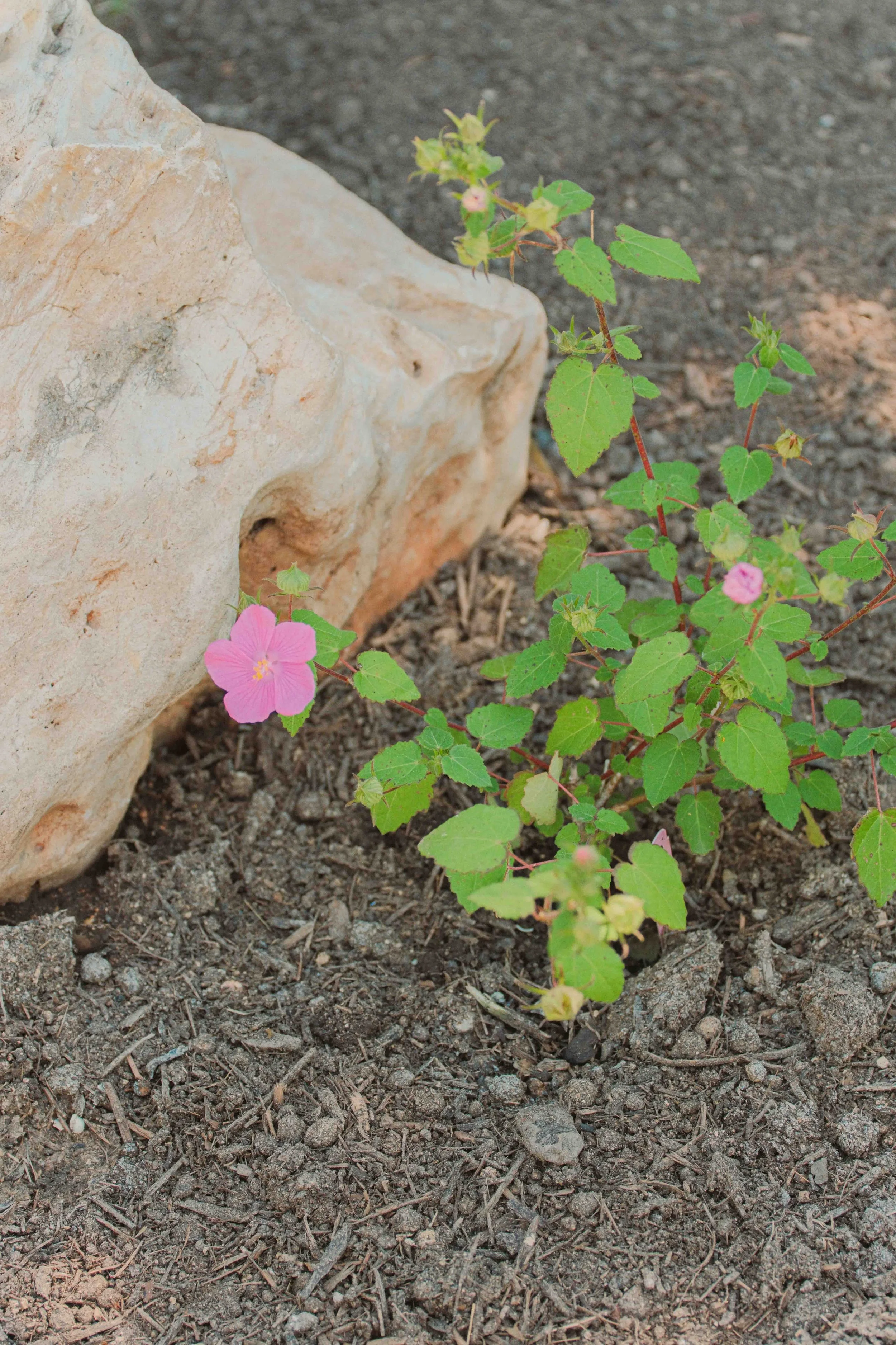DSCF0513-3.jpg