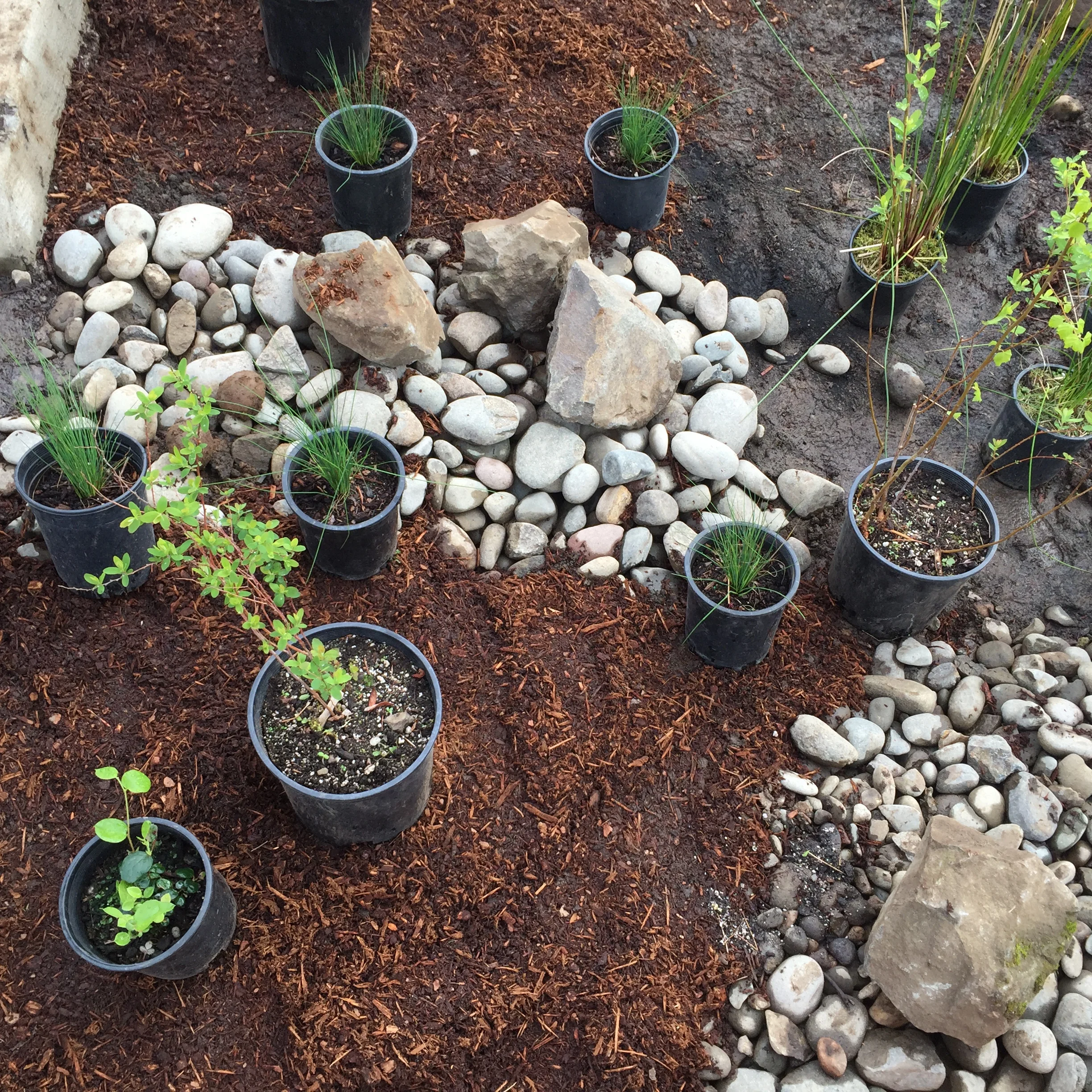 Planting day! Final plant placement before planing with volunteers. 