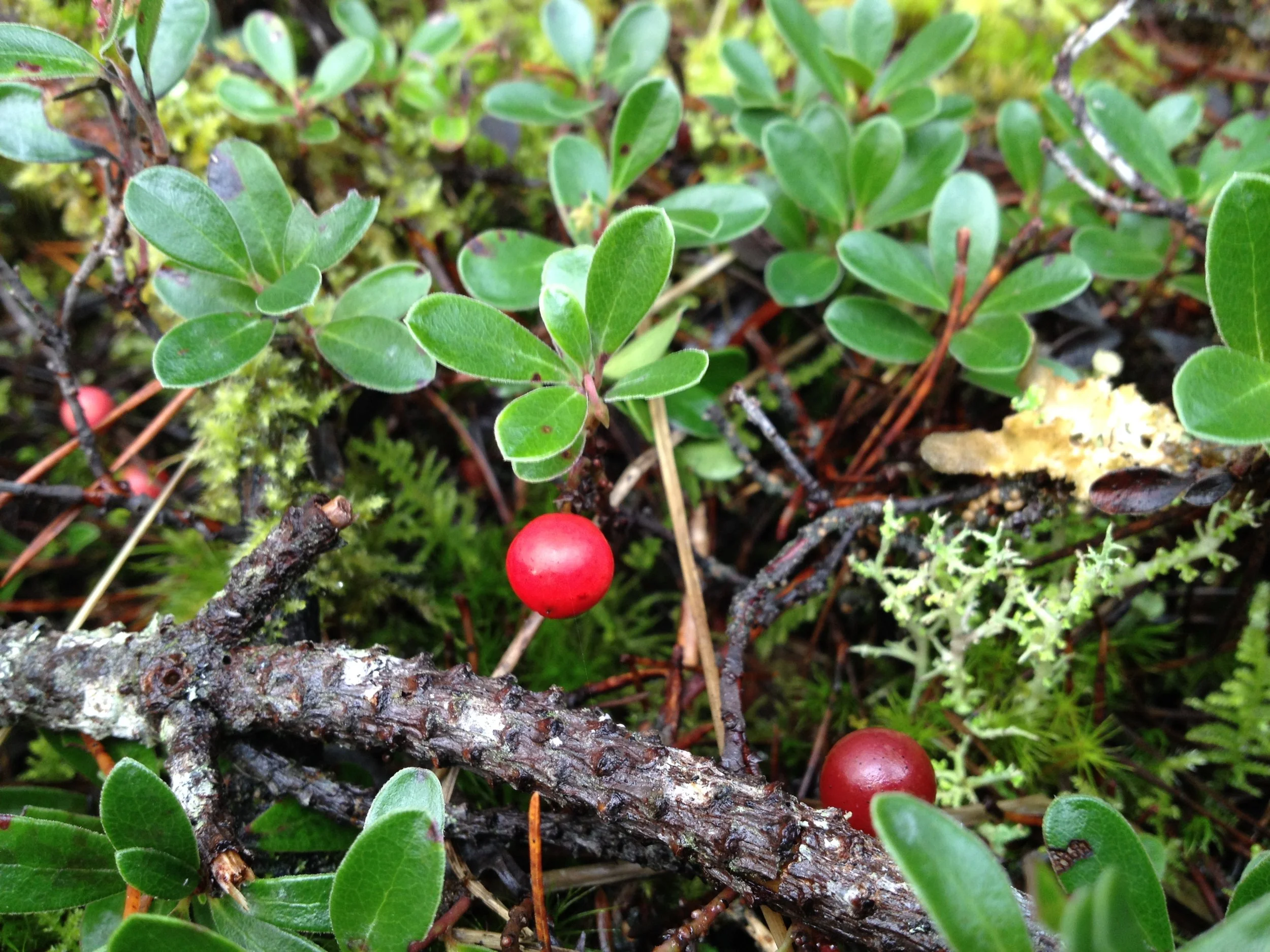 In collaboration with Nootka Rose Nursery and the Sou'wester Crew, we are currently making great progress in invasive species management and site prep for a phased planting process over the course of 2017, 2018, & beyond. Check out the Native Planters featured in the Trailer Court and newly planted Native and Edible Hedgerow for future foraging. 