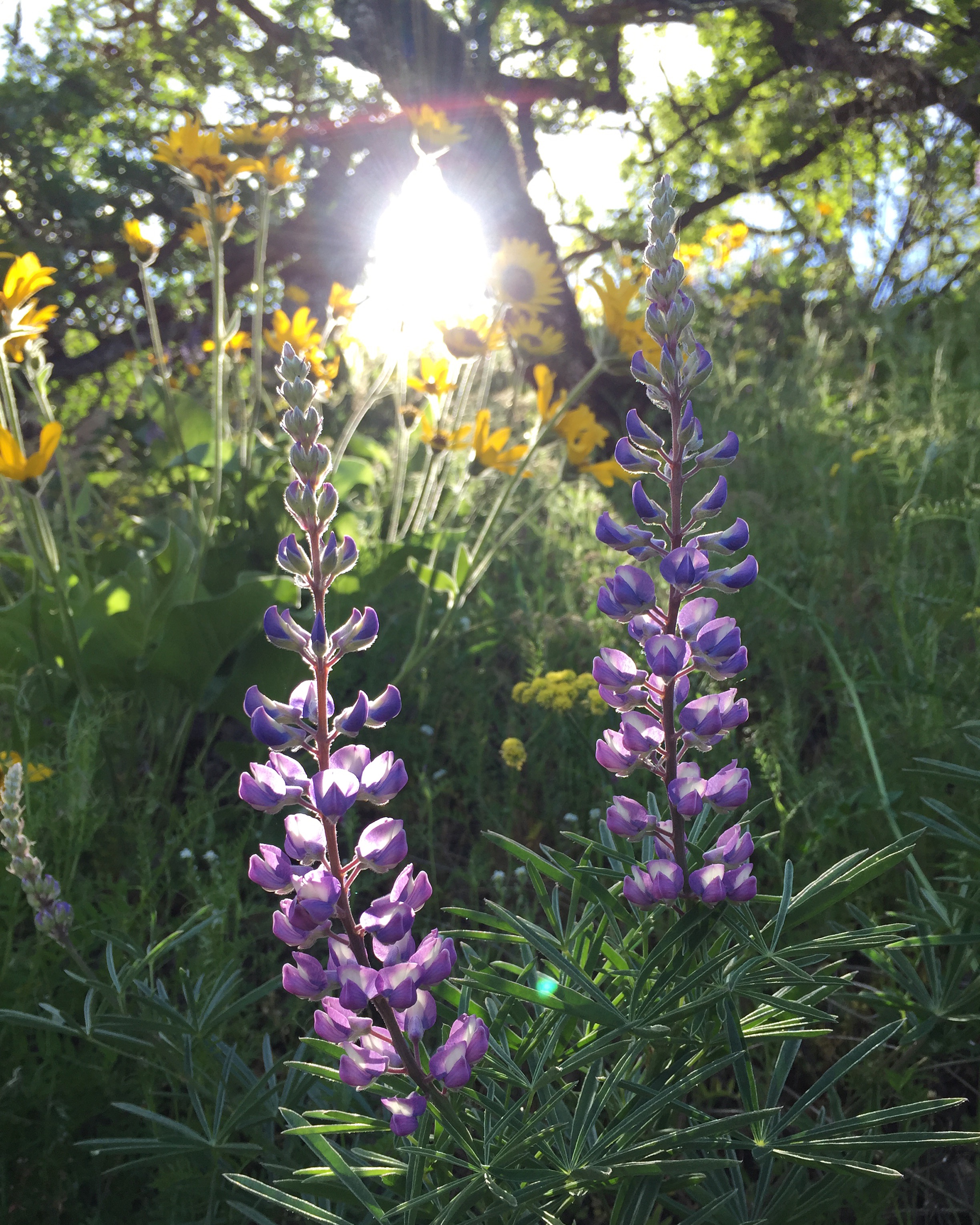 After the Mount St. Helens eruption of 1980, lupine was the first species to take root in the ashes of that massive disturbance event, followed by fireweed, and other early successional species that helped create evermore habitable conditions for other species of annuals, perennials, shrubs, and trees over time. 