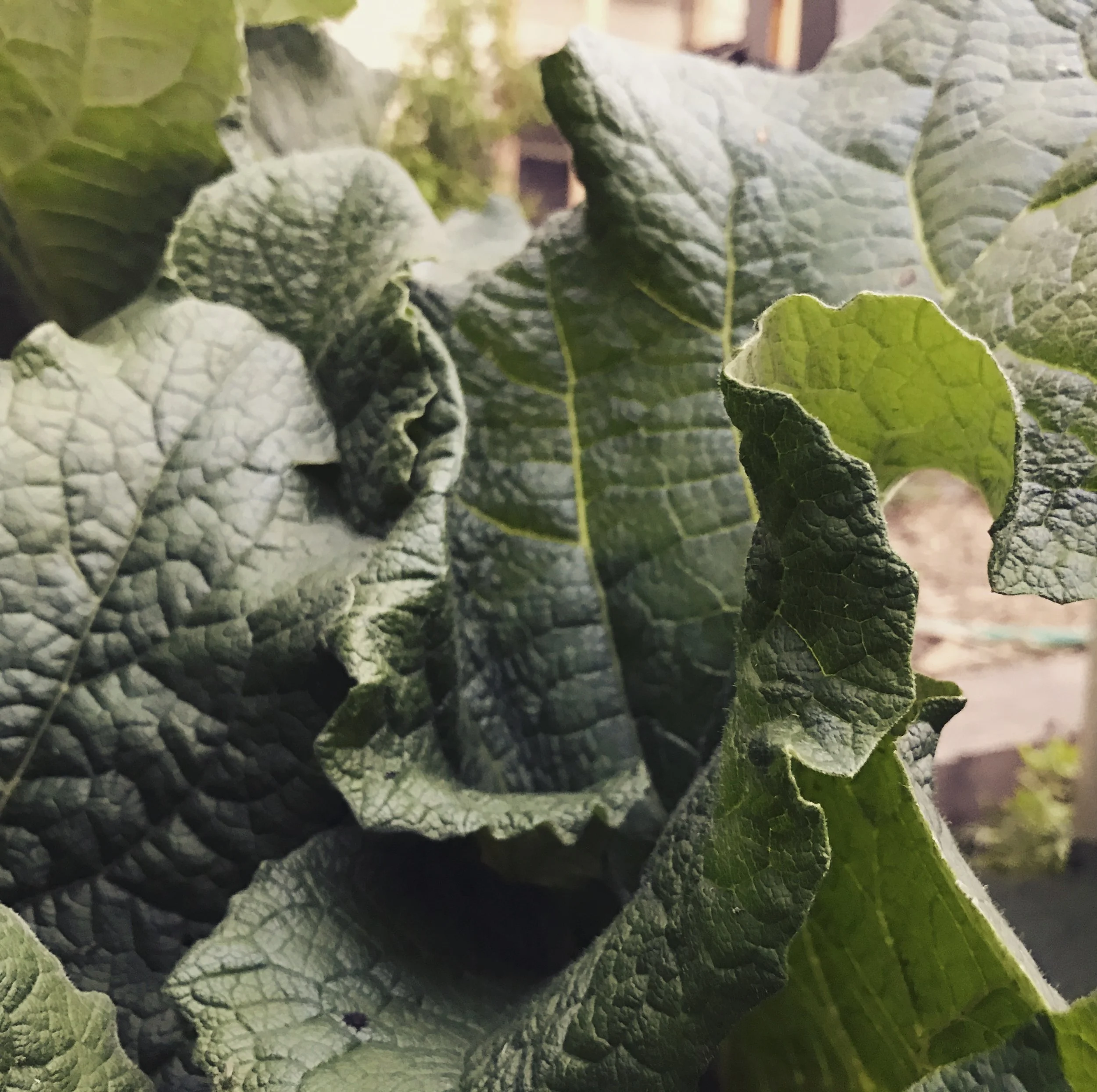 Burdock is not only a delicious food and potent medicinal plant, it's a "nutrient accumulator" and pollinator beneficial. It's deep taproot busts up clay soils, while it's large leaves produce lots of biomass for building nutrient rich topsoil. Chop 'n' drop to avoid it's burs. 