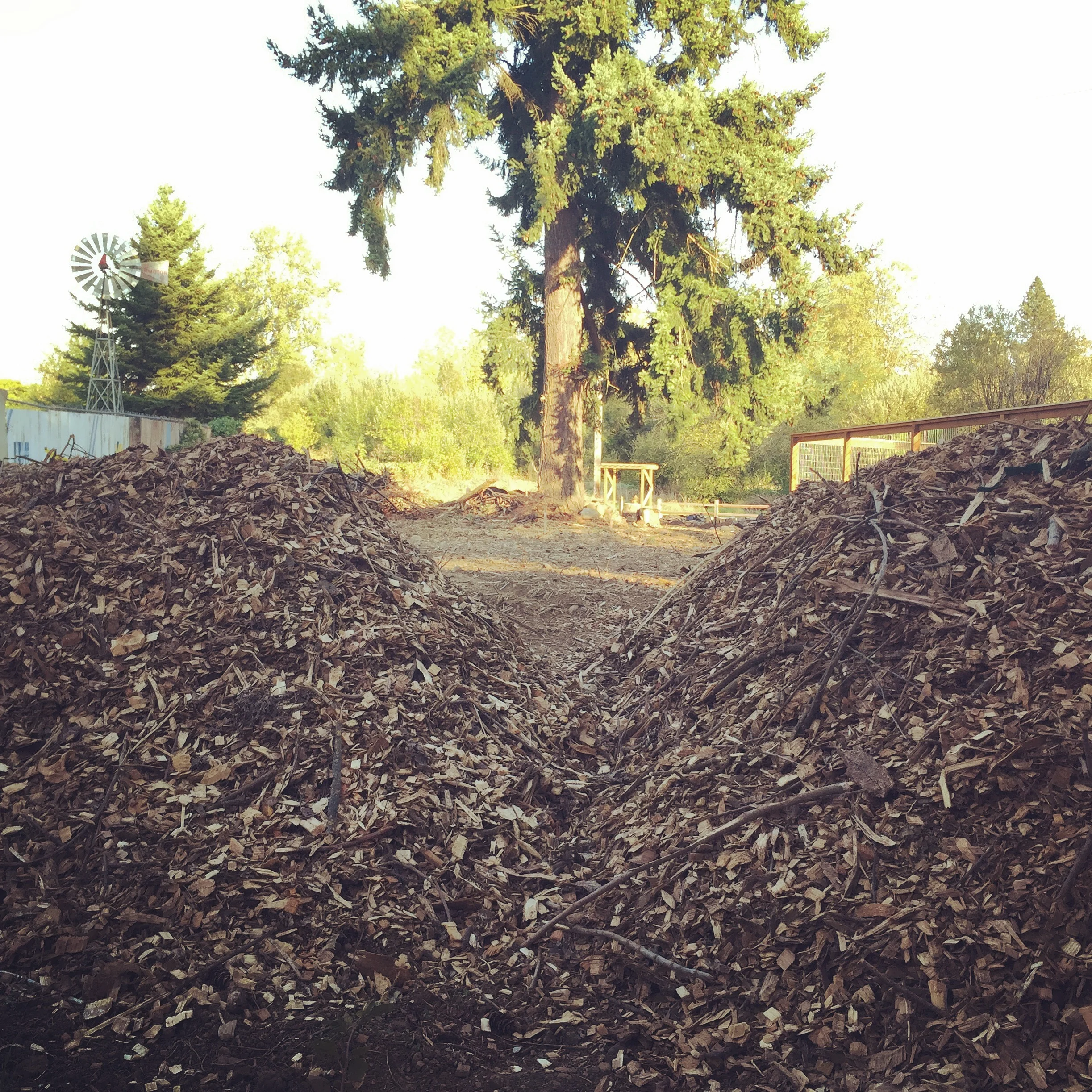 Note: Typically native gardens will prefer an evergreen or pine/conifer tree's wood chip mulch, while fruit trees prefer a deciduous tree wood chip mulch. If you can manage, try to give these plants what they would experience in their "natural" environment. 