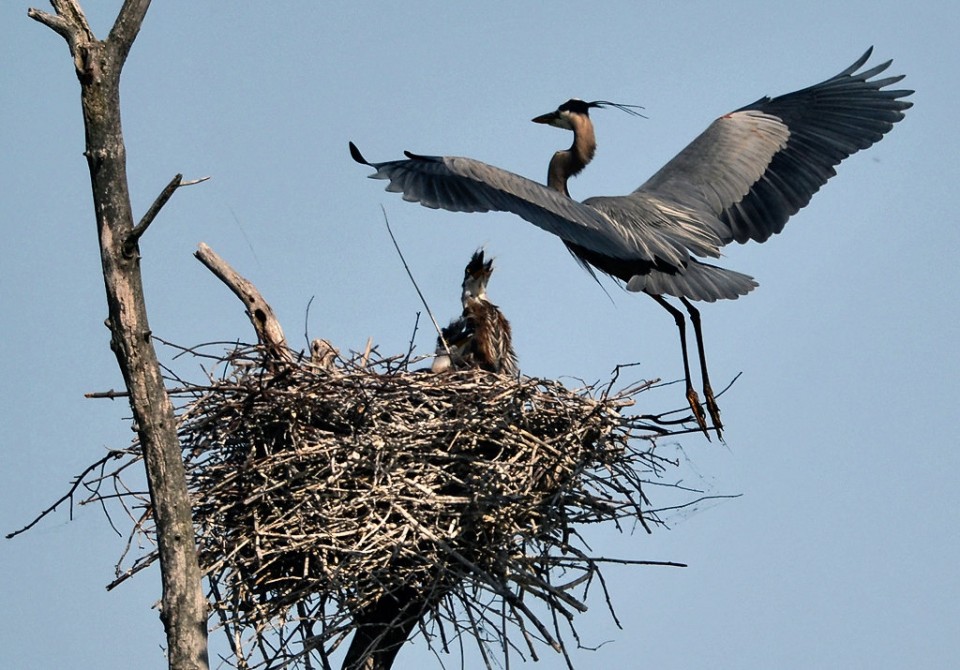 Blue Heron Rookery