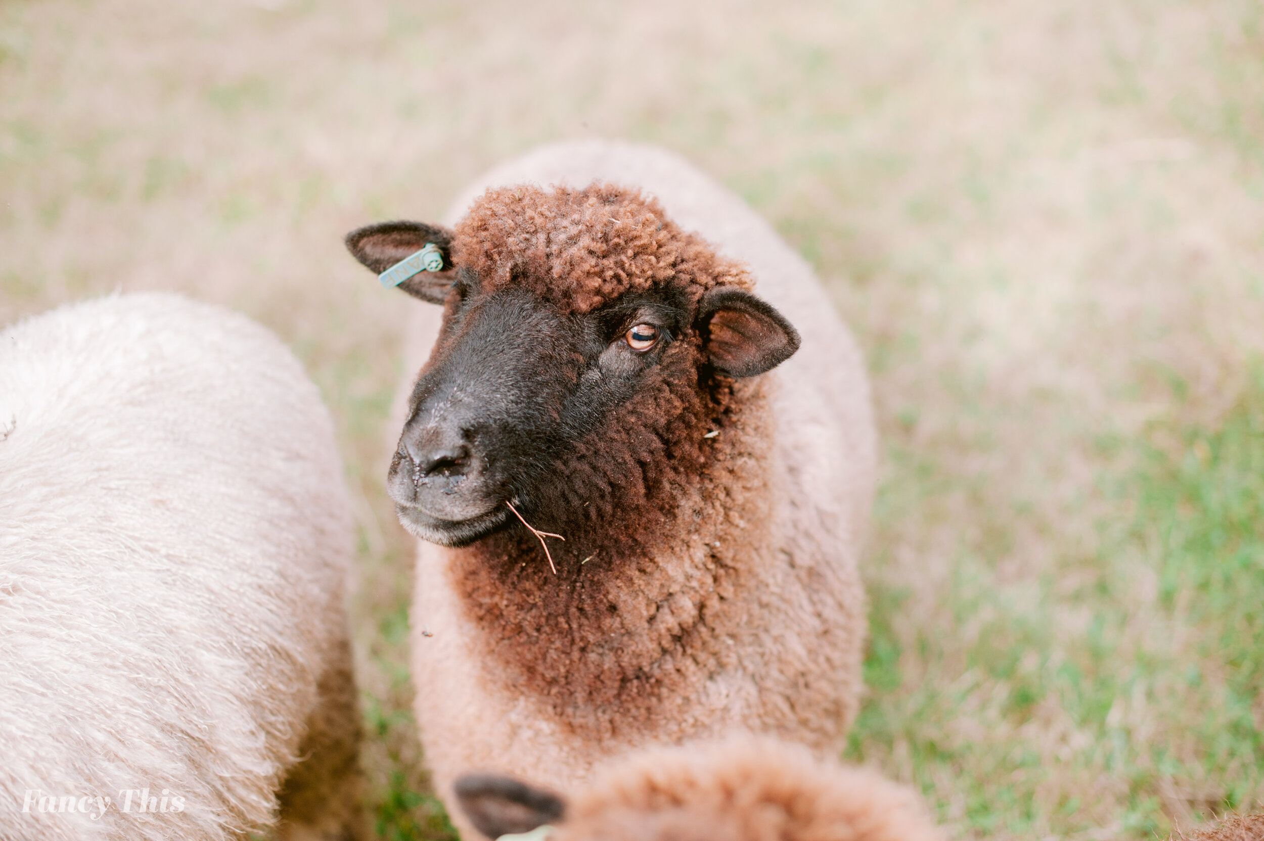 theoaksatoxfordengagementsession_oxfordweddingphotographer_ncweddingphotography_farmwedding-2.jpg