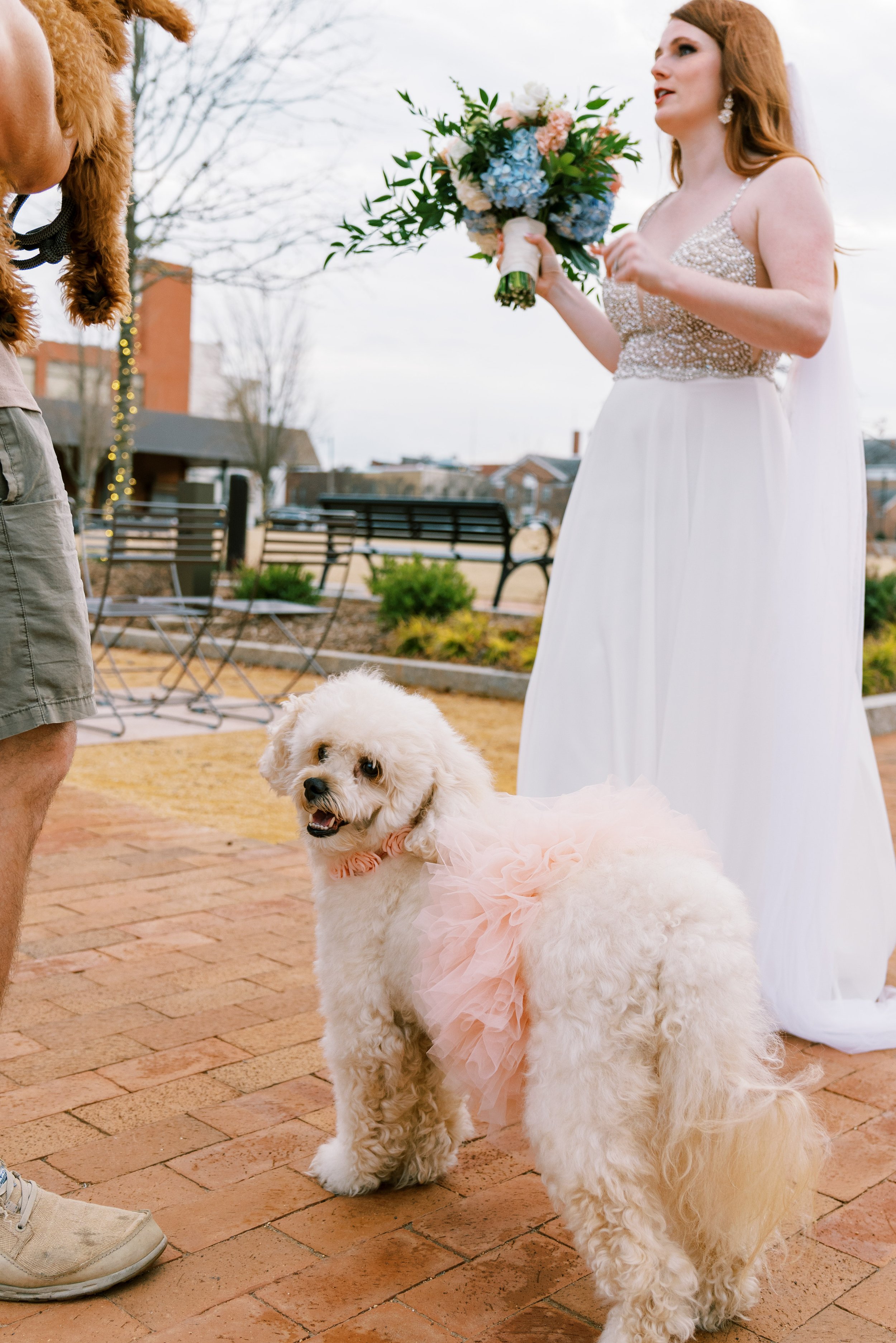 Pink dog and bride Salisbury North Carolina Wedding at The Meroney Theater  Fancy This Photography