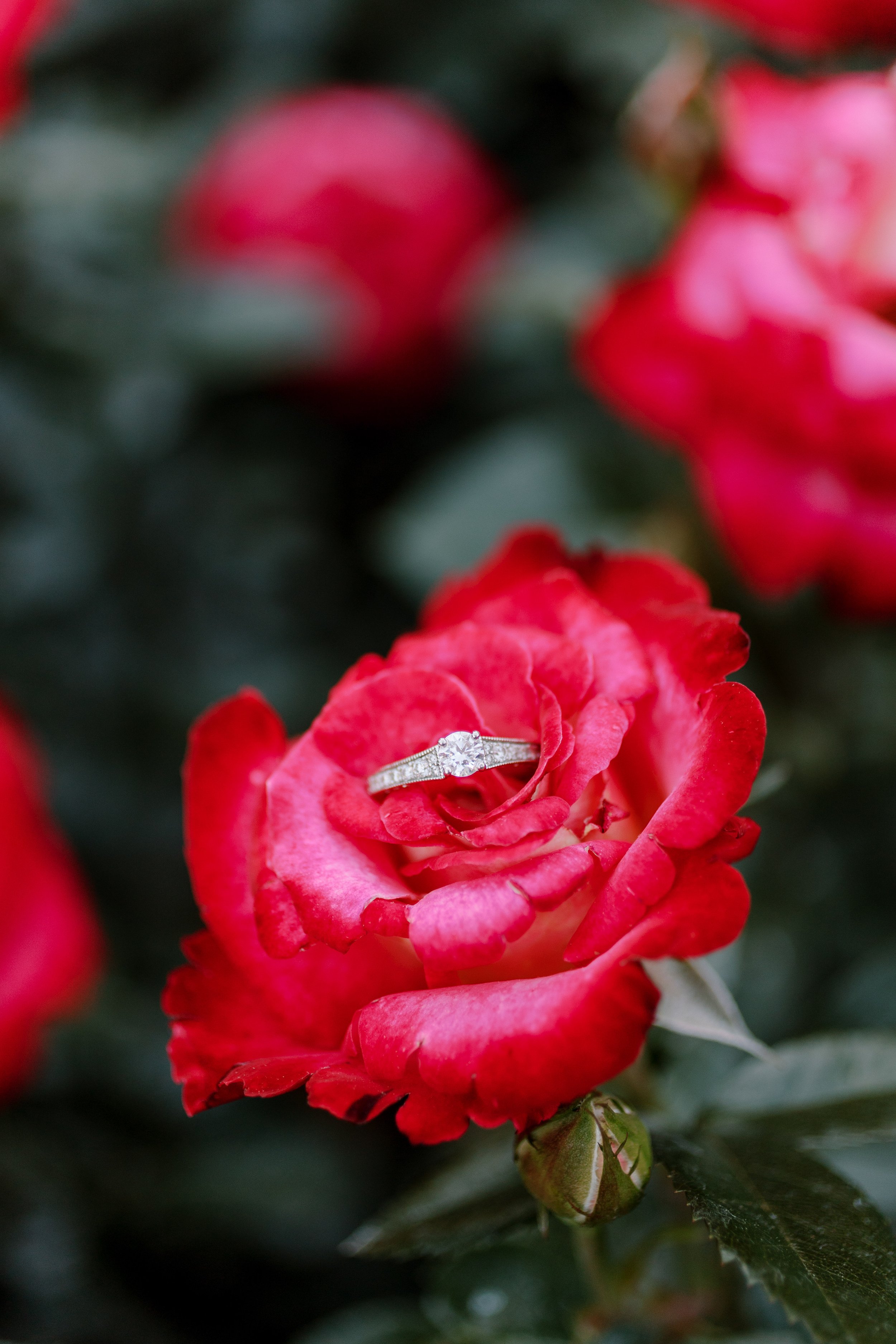 Engagement Ring in Rose Engagement Photos in The Raleigh Rose Garden Fancy This Photography