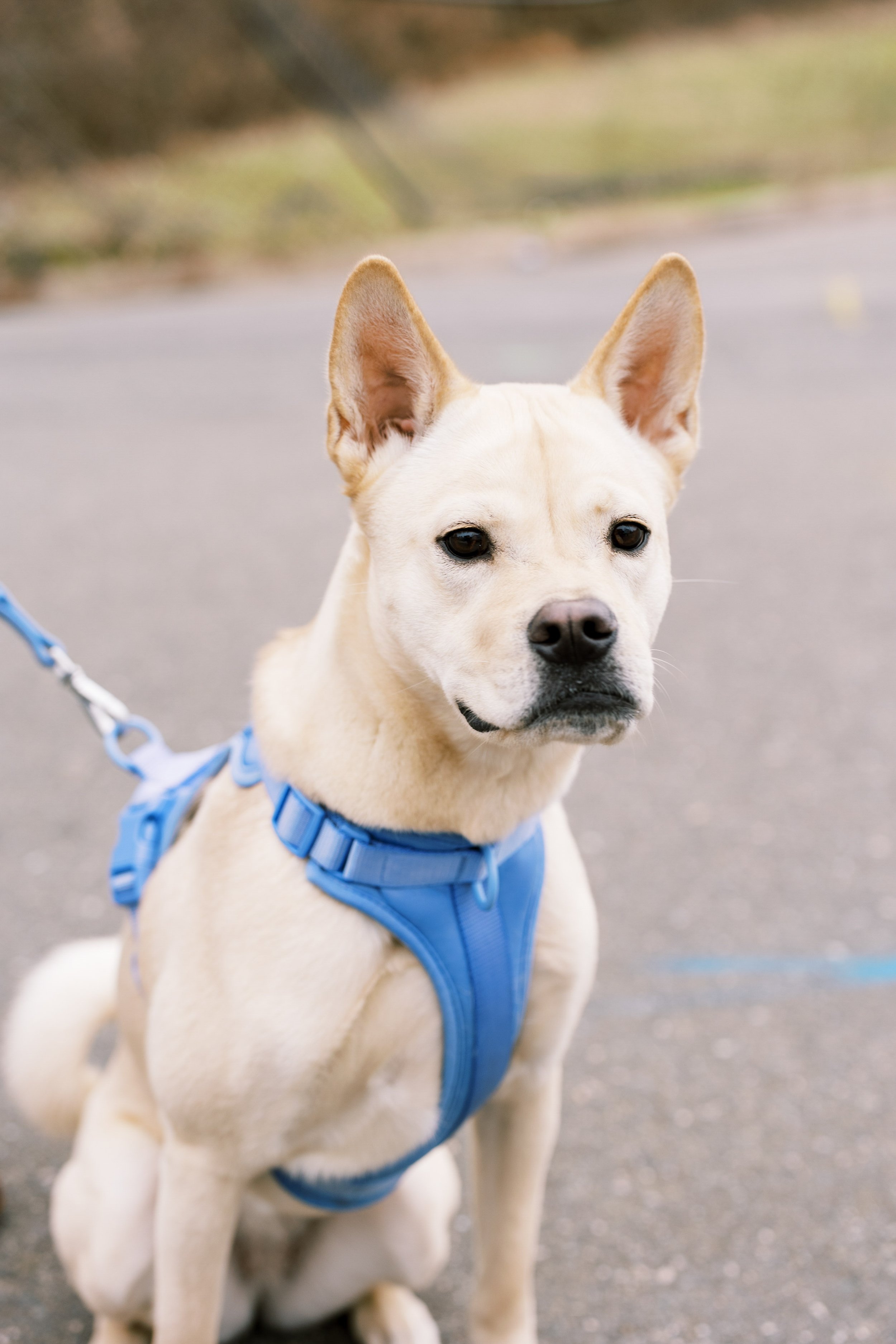 Groom Dog in Light Blue Wedding at Bay 7 Durham NC Fancy This Photography