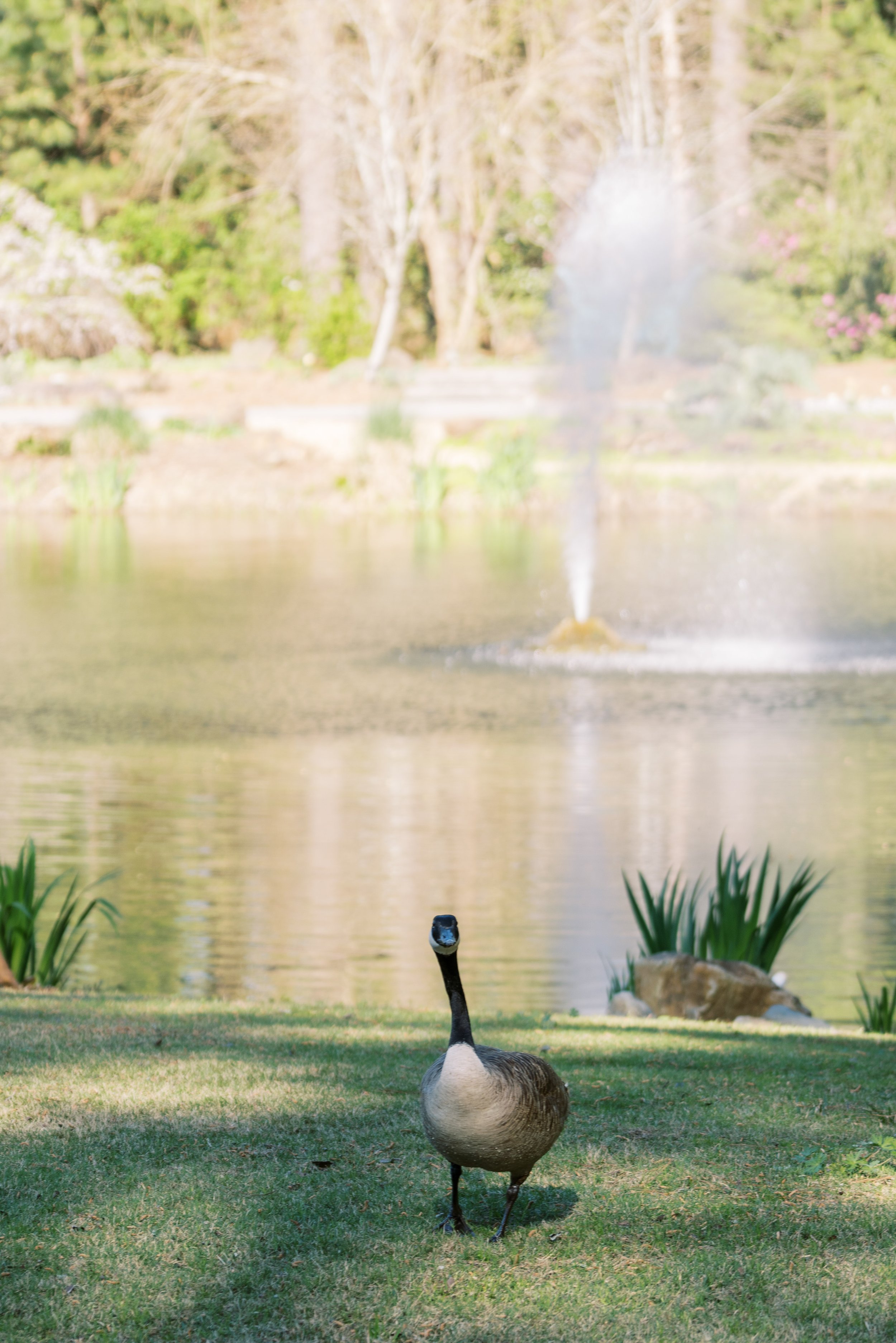 Canadian Goose Pond Cape Fear Botanical Garden Wedding Fancy This Photography