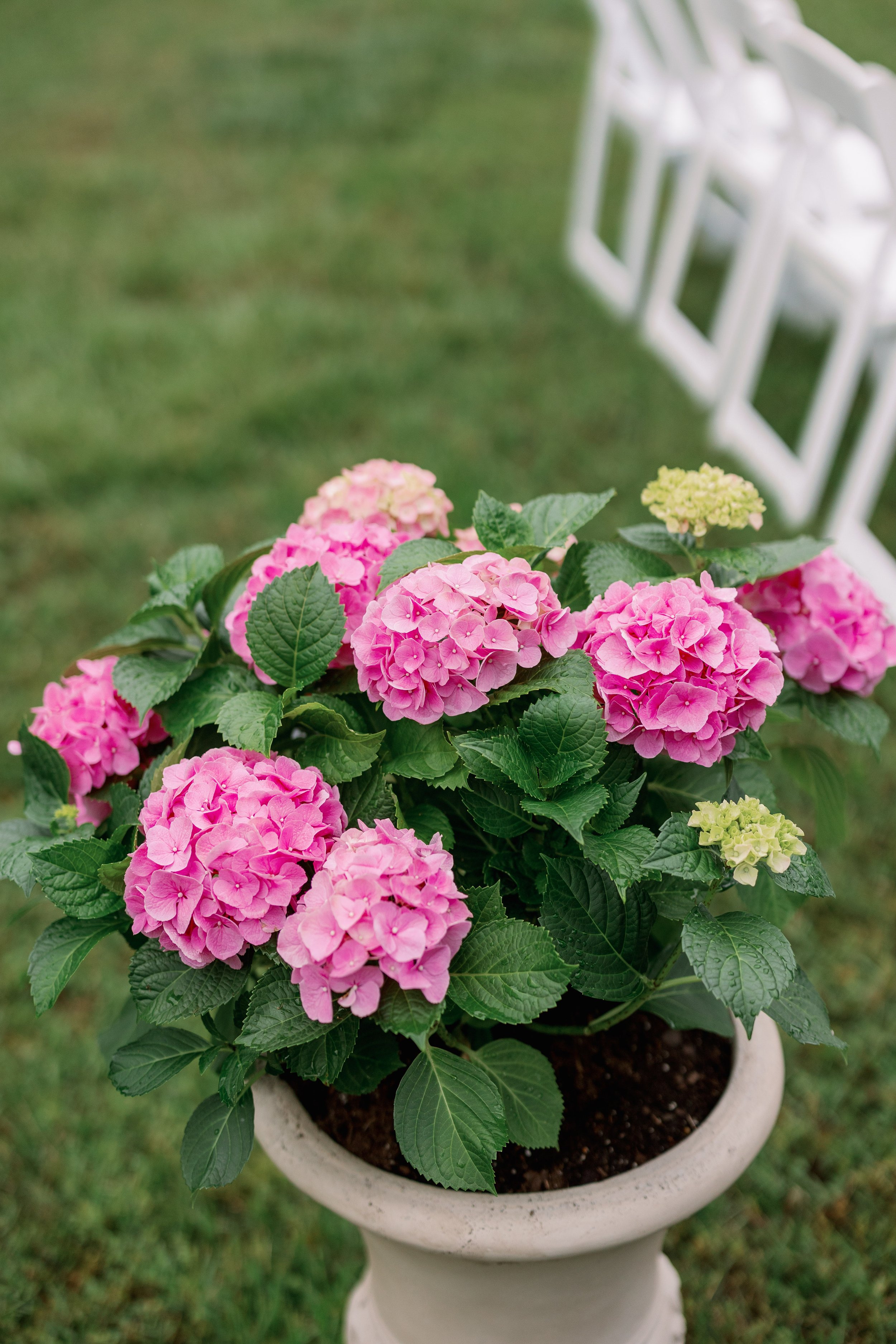 Pink Hydrangea Backyard Wedding in Chapel Hill Fancy This Photography