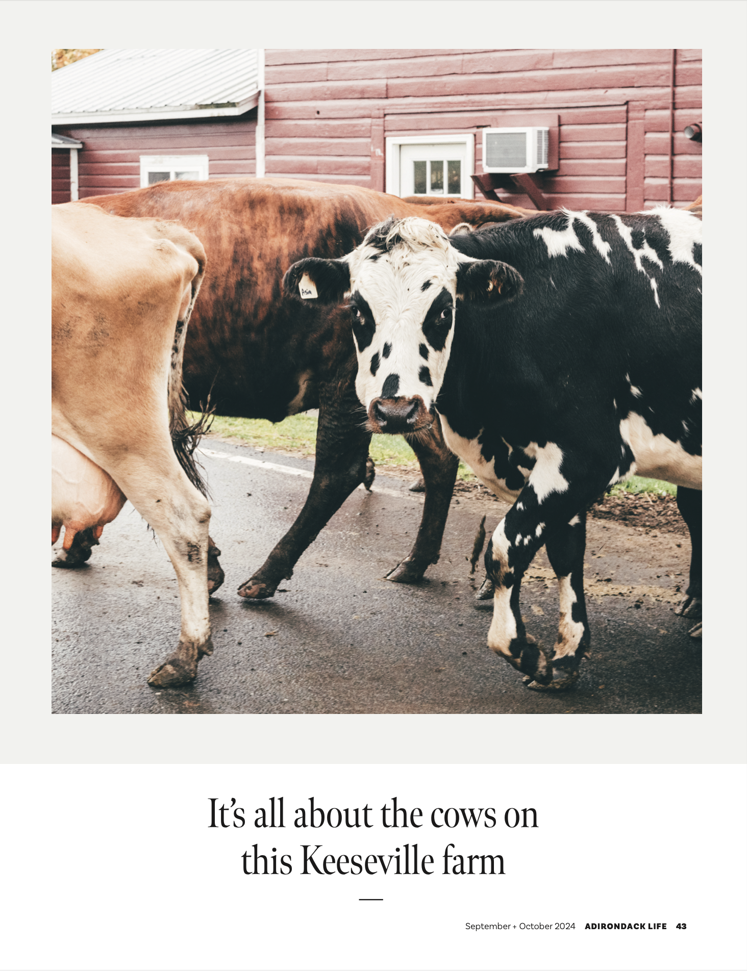 North Country Creamery- Carrie Marie Burr 42 FN 2024.png