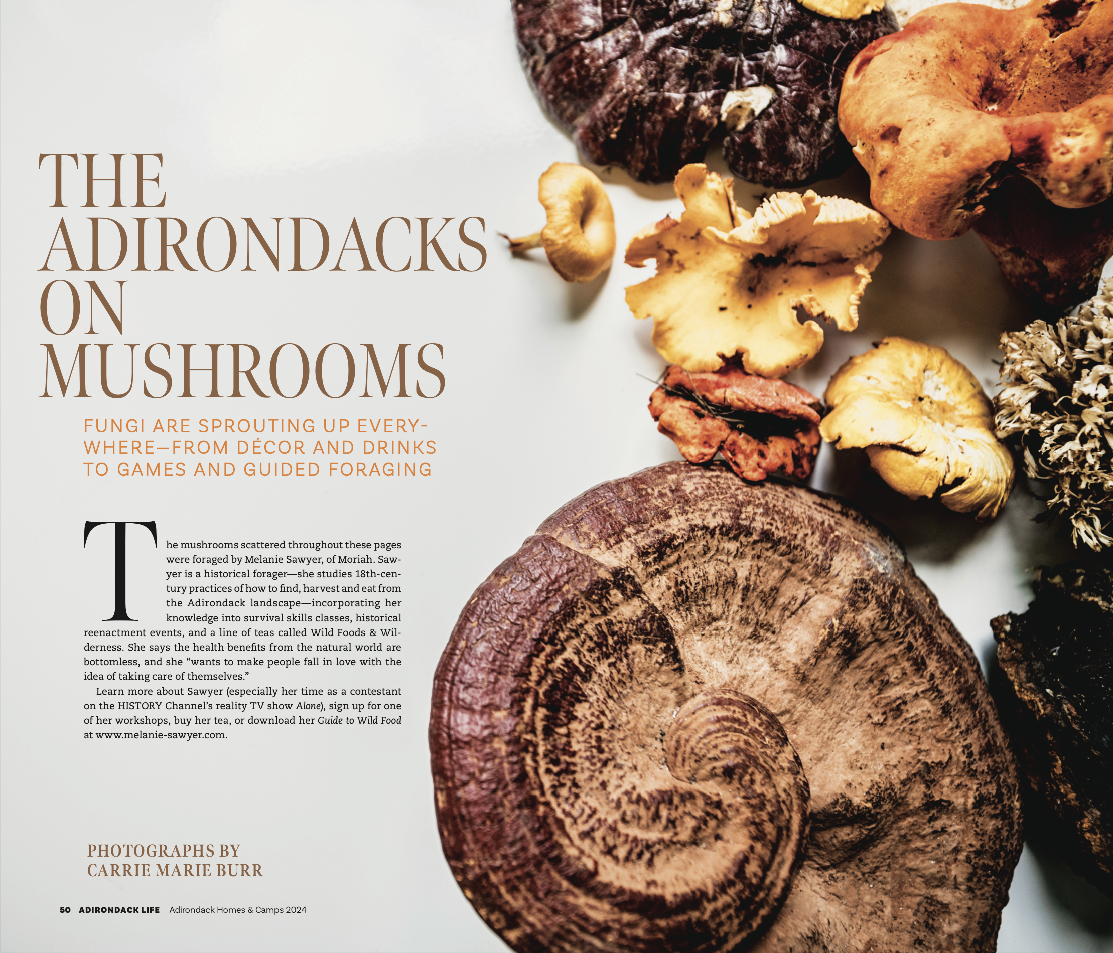 Adirondacks on Mushrooms- Carrie Marie Burr 50 f 2024.png