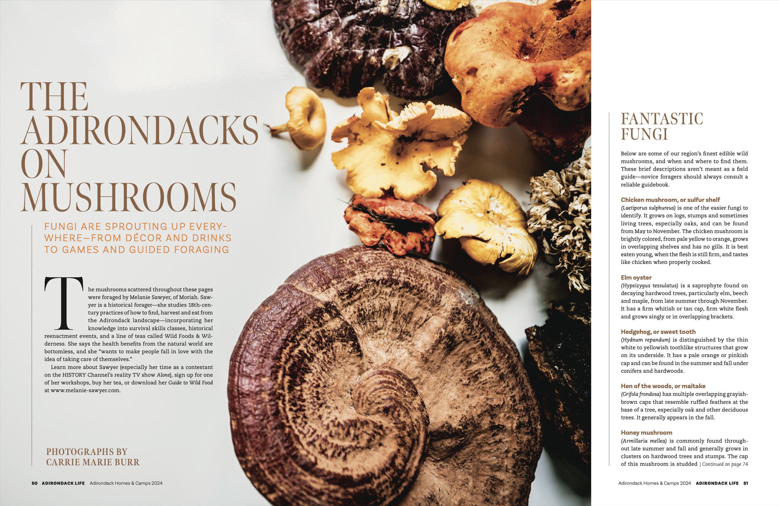 Adirondacks on Mushrooms- Carrie Marie Burr 50 2024.png