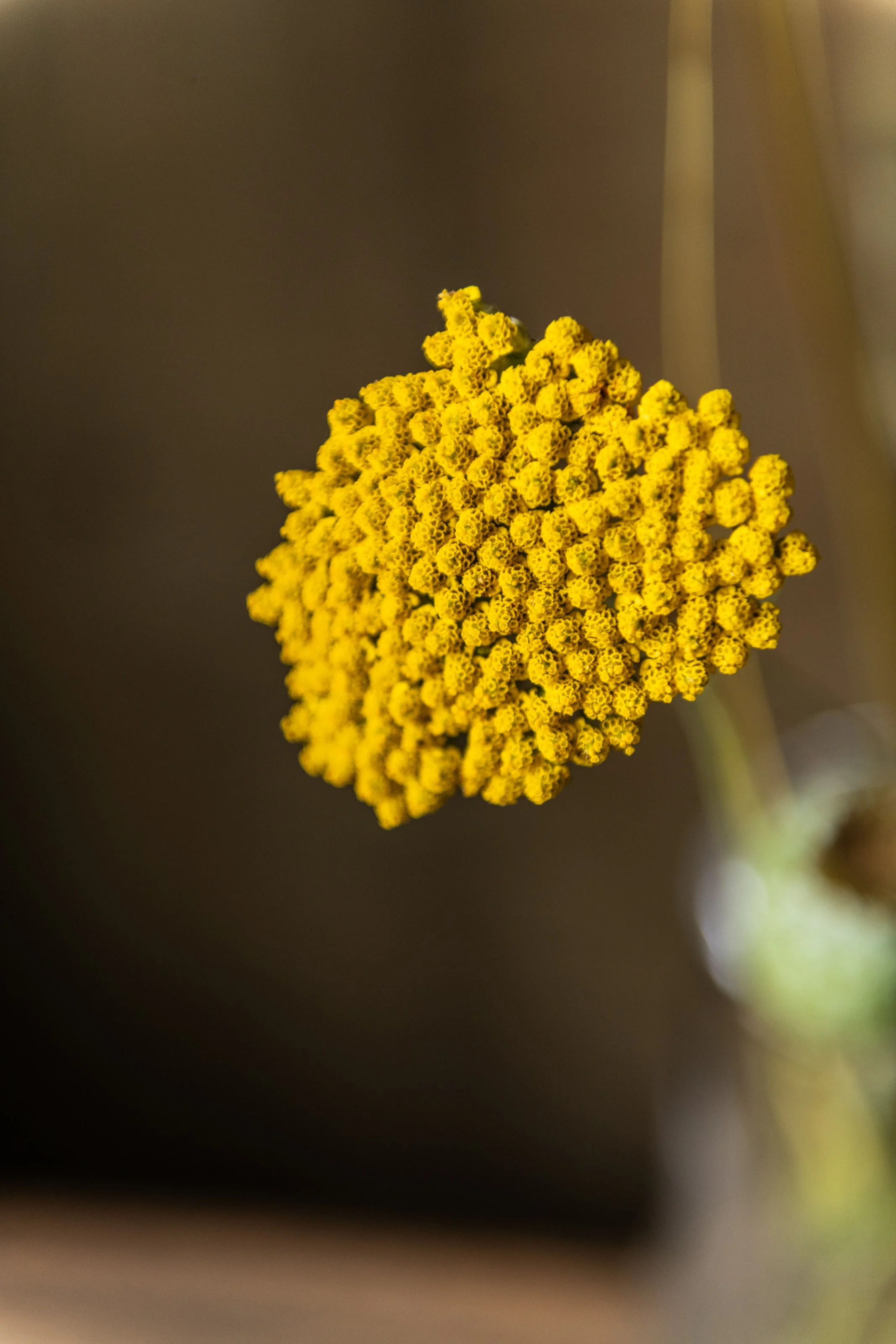 ©carriemarieburr-2-33.jpg