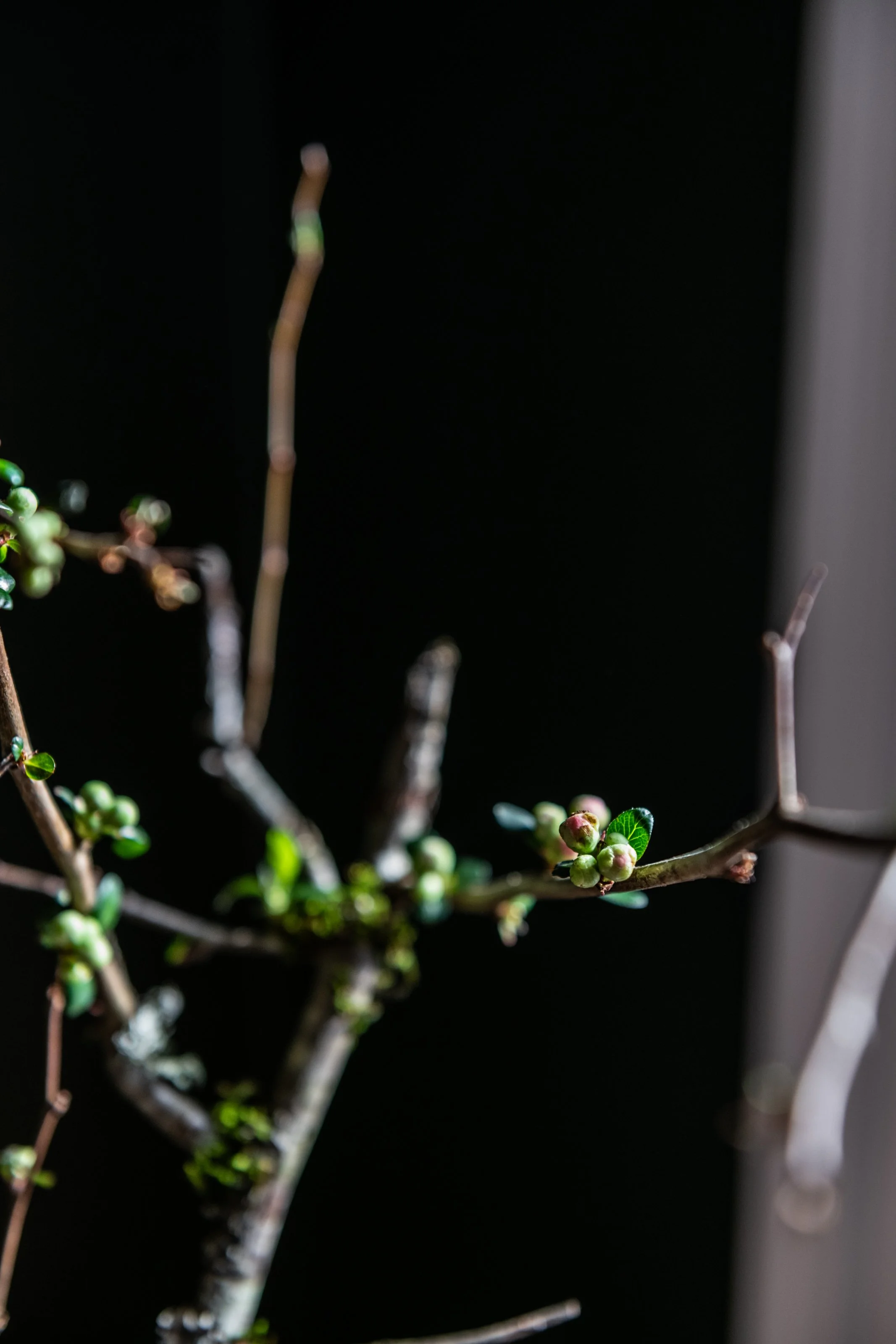 ©carriemarieburr-0108.jpg