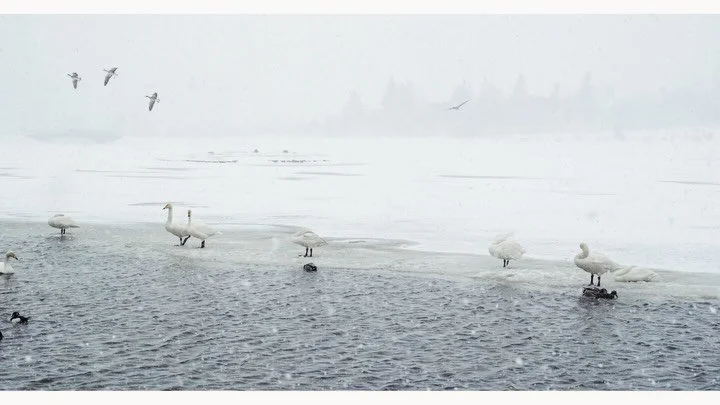 Visited the 2nd happiest country in the world.
It was C  O  L  D.  We had to pivot from our original road trip due to &ldquo;orange&rdquo; weather warnings and road closures.  We did manage to see some natural beauty, do a little lagooning, and, rand