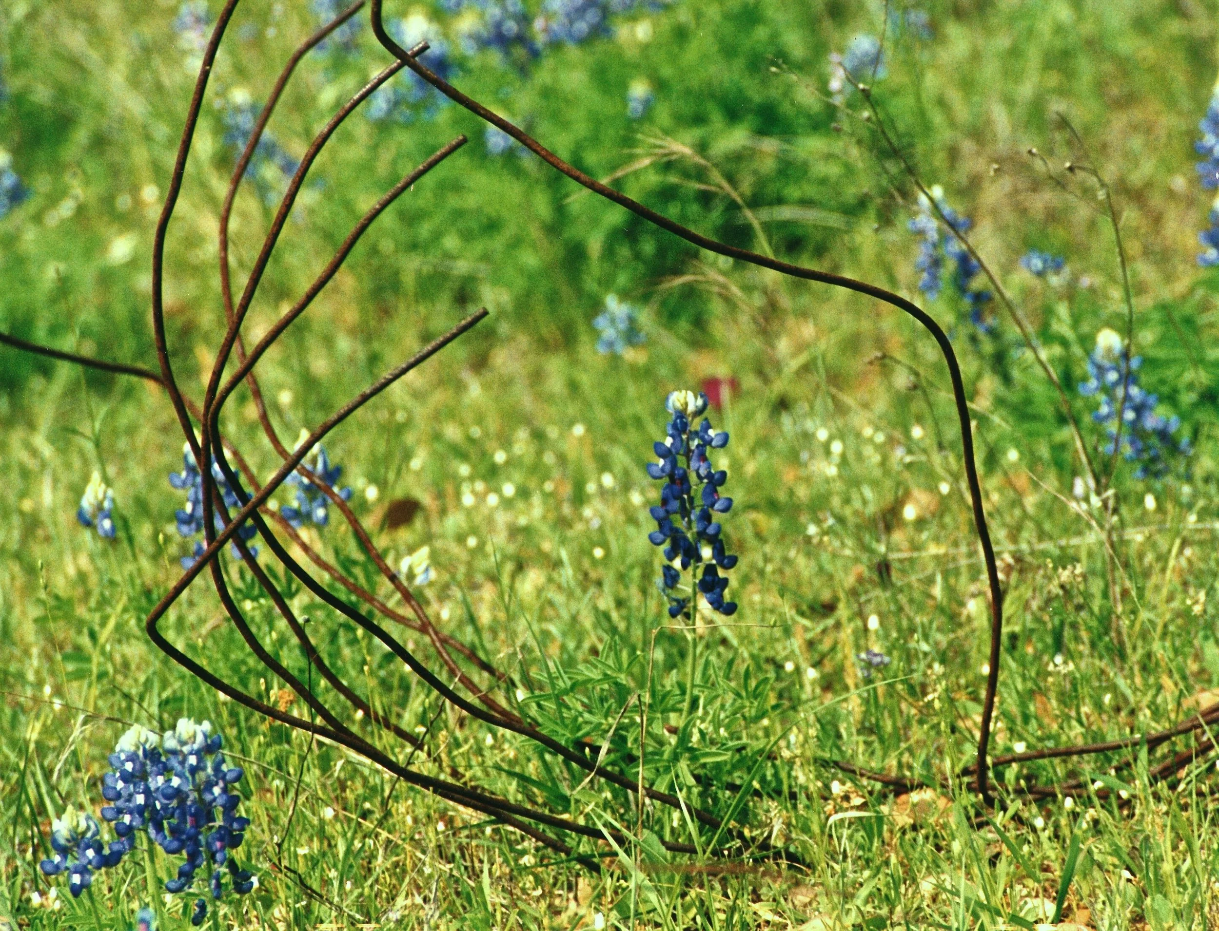 A Unique and Natural Bluebonnet Frame from the Willow City Loop…
