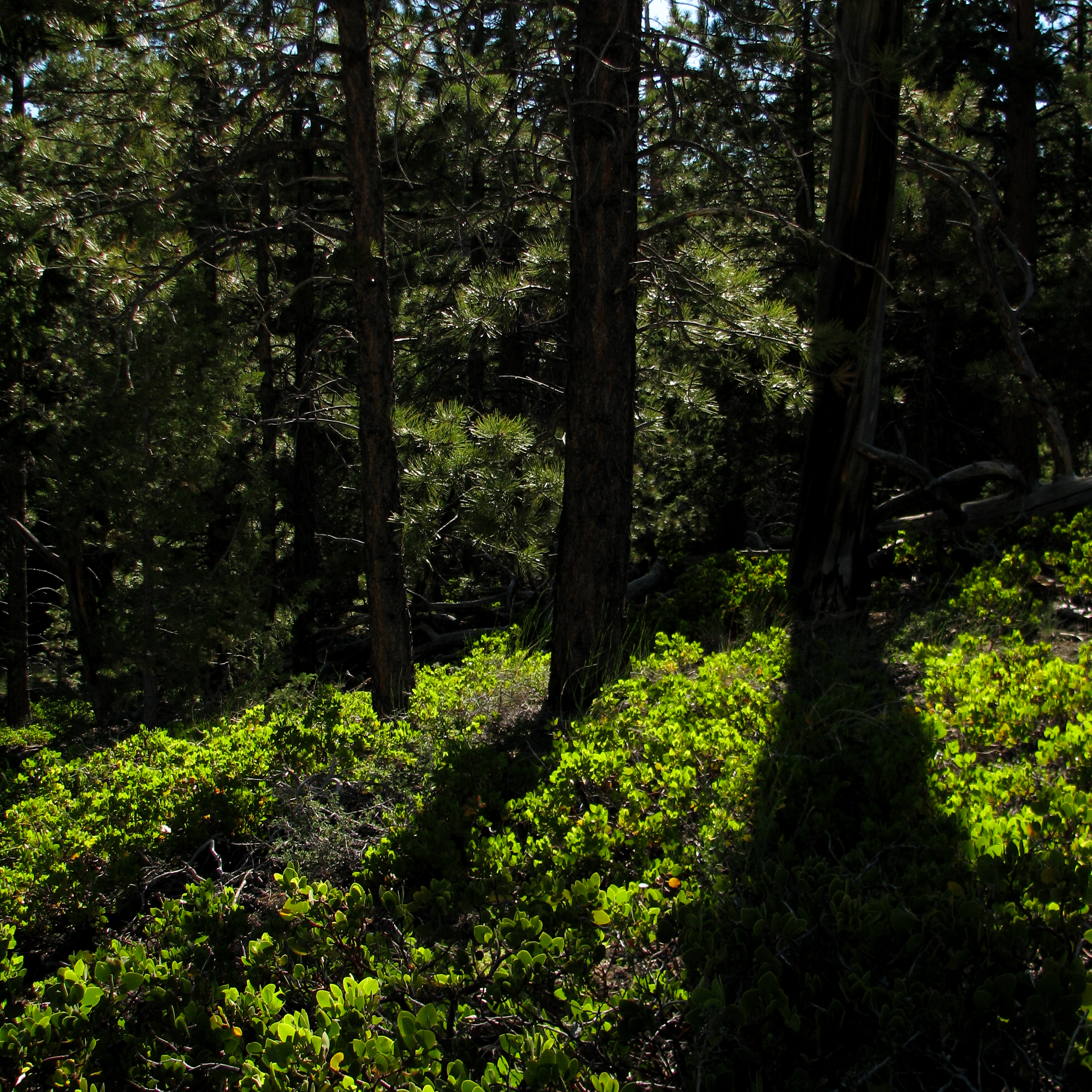 Bryce Trees.png