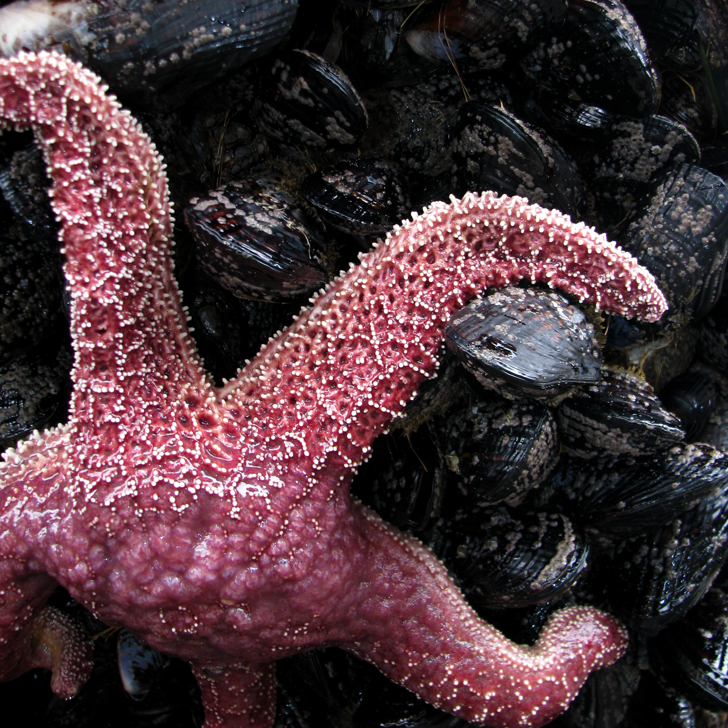 Starfish.png