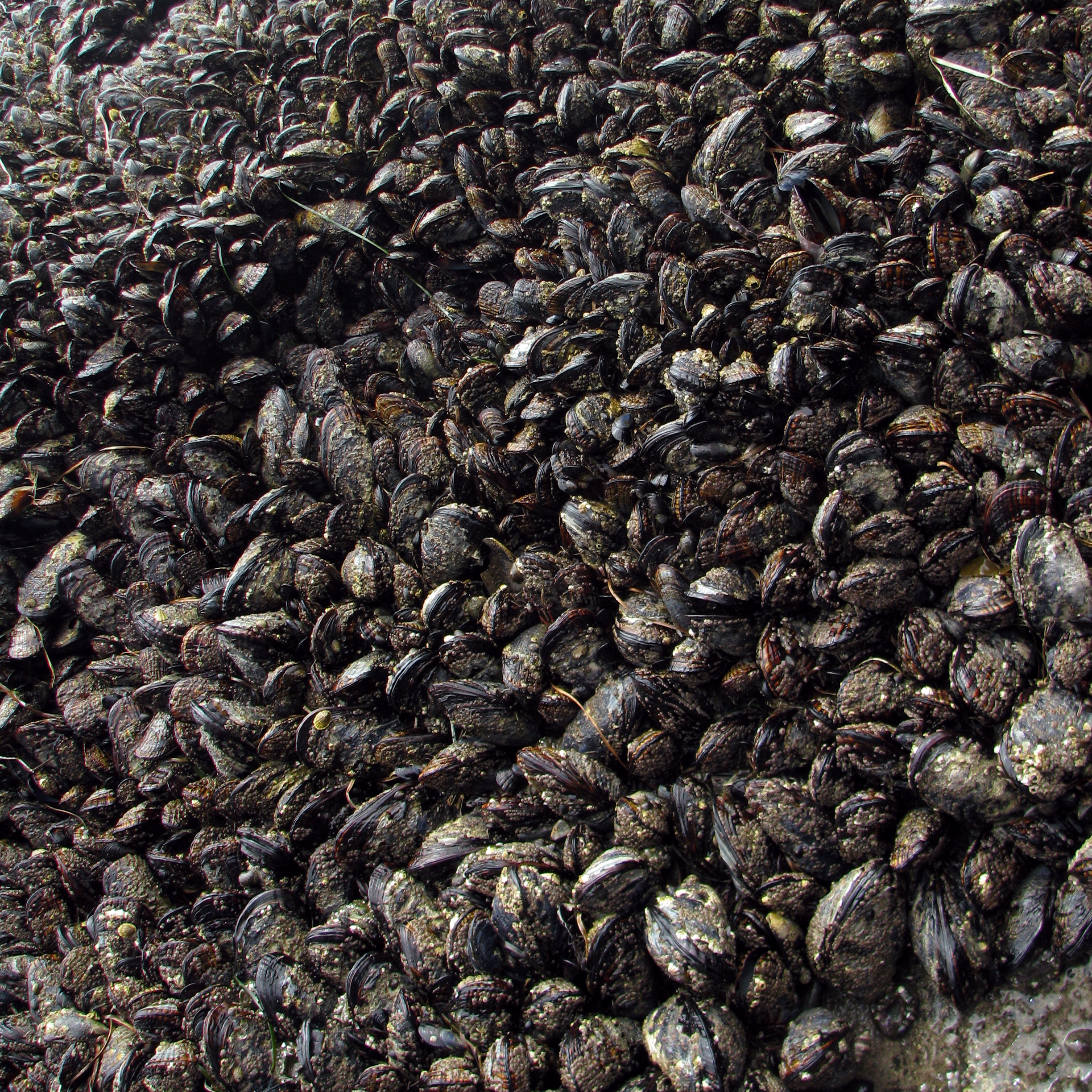 Shells.png