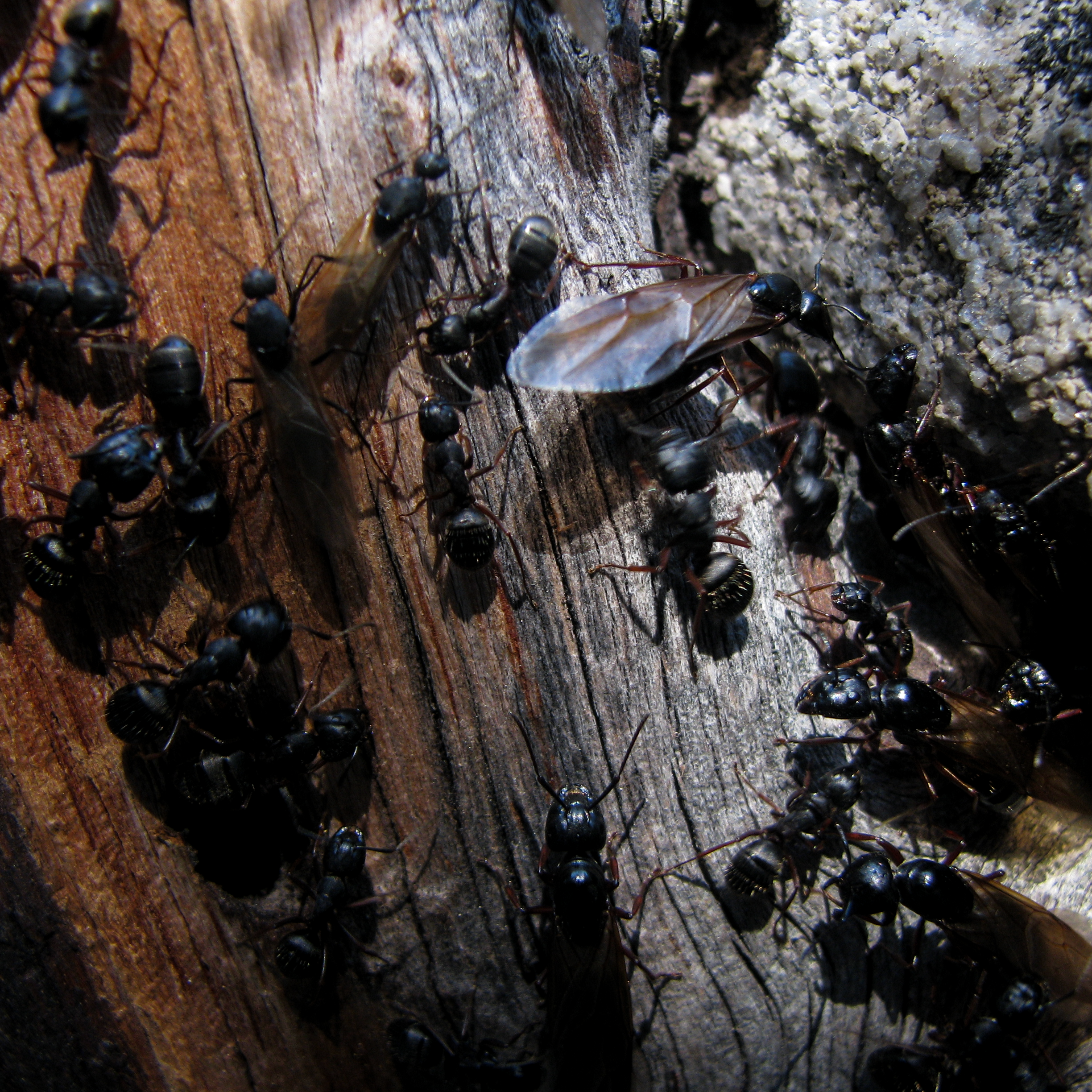 Ants.png