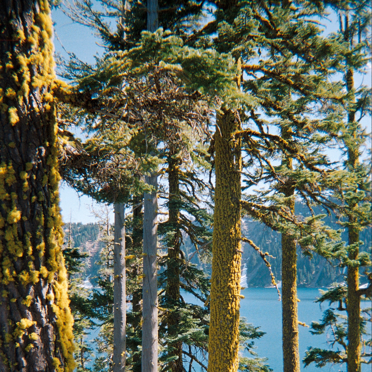 Best Trees.png
