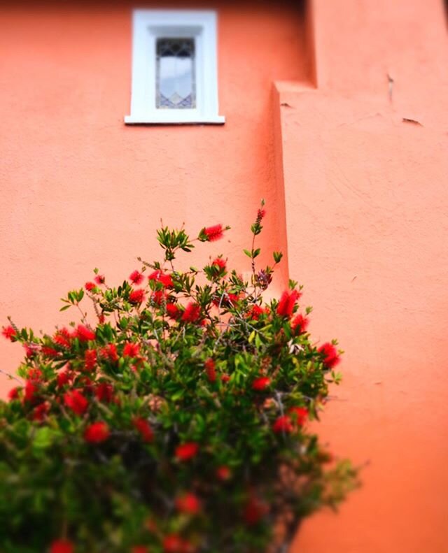 bottlebrush scene