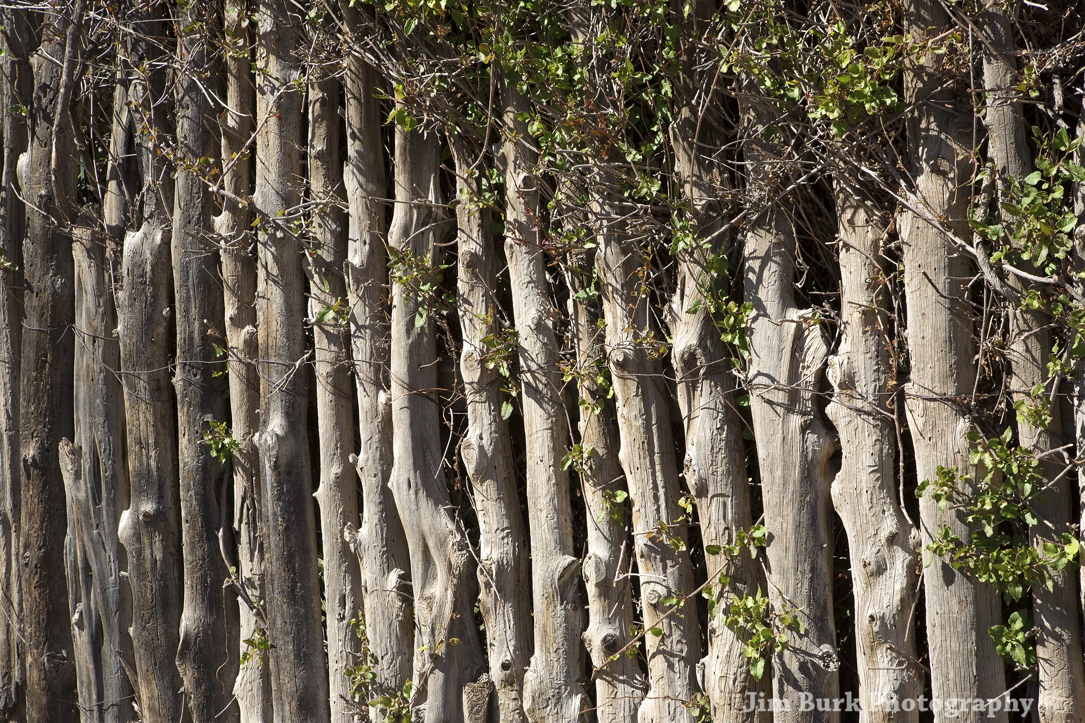 Stick Fence_H.jpg