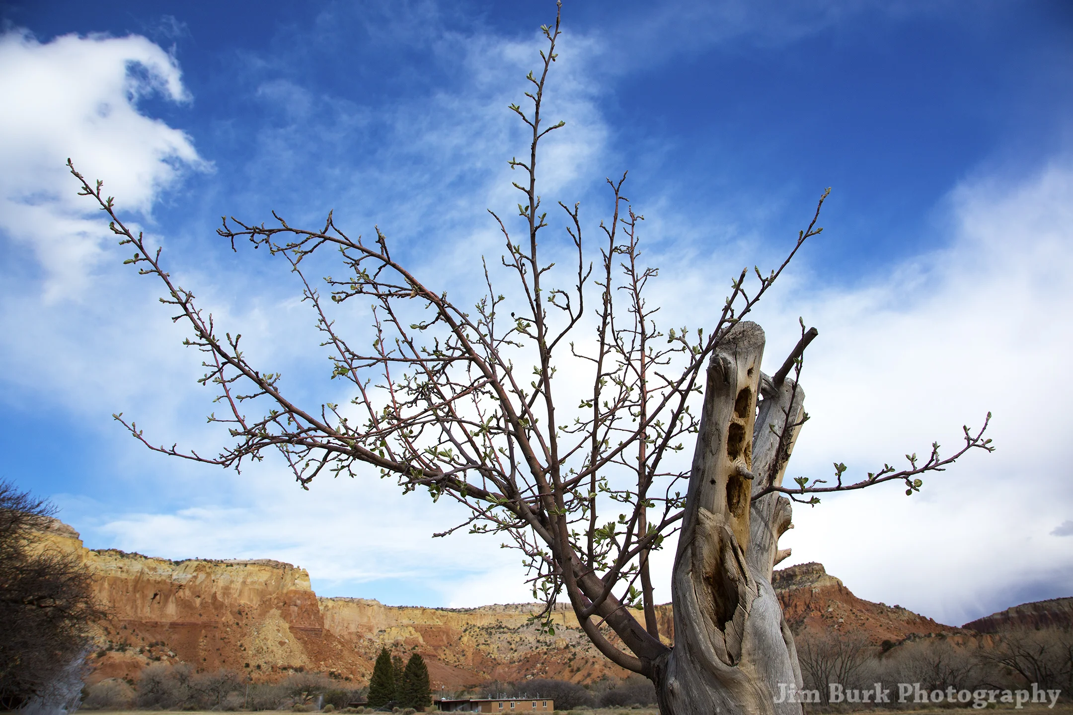 Branches_H.jpg
