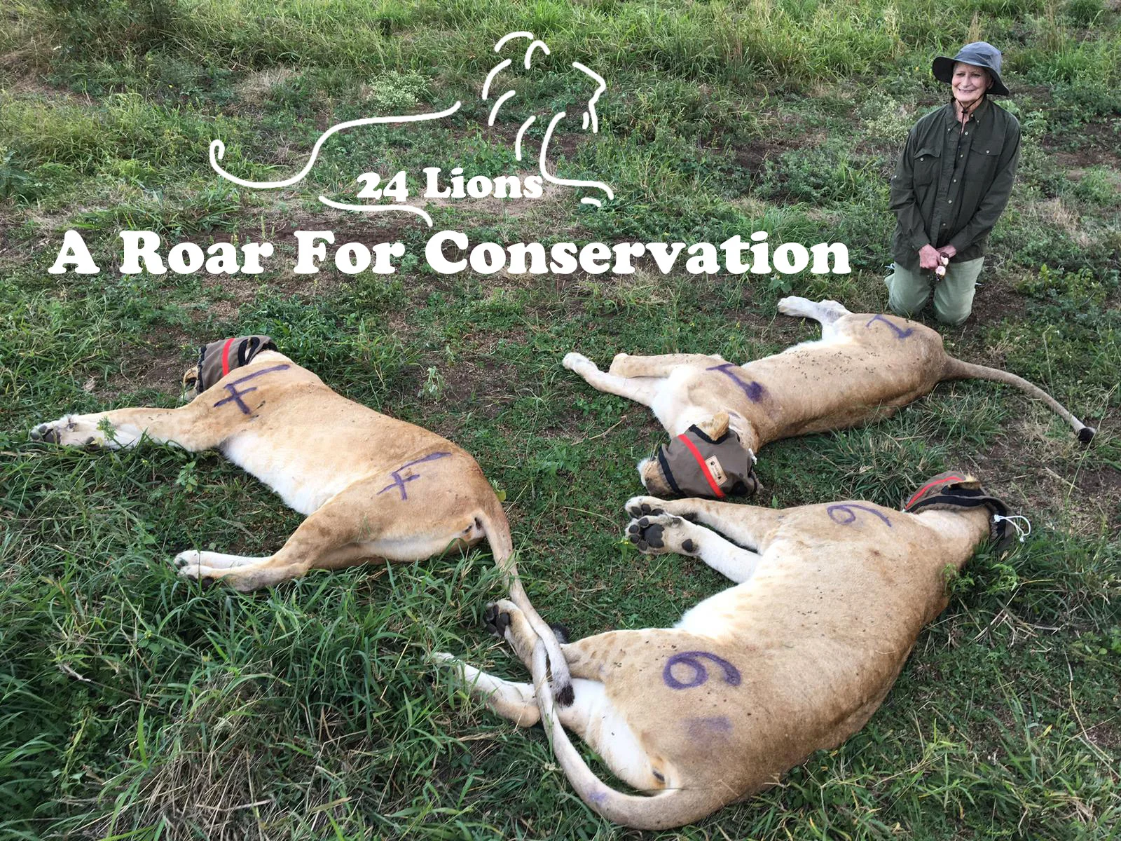 24 Lions - A Roar For Conservation.jpg