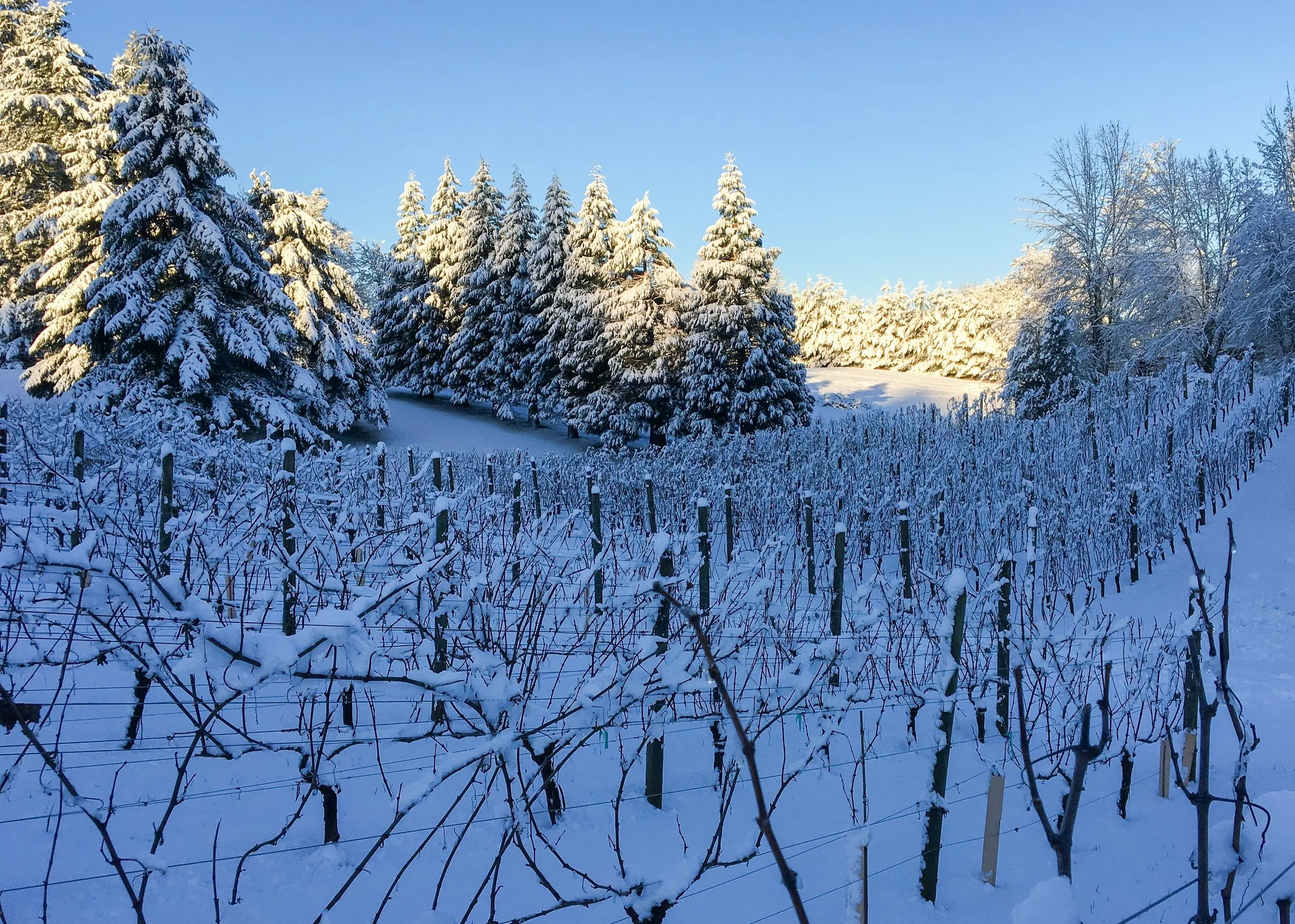 Snow - Molly's Vineyard.jpg