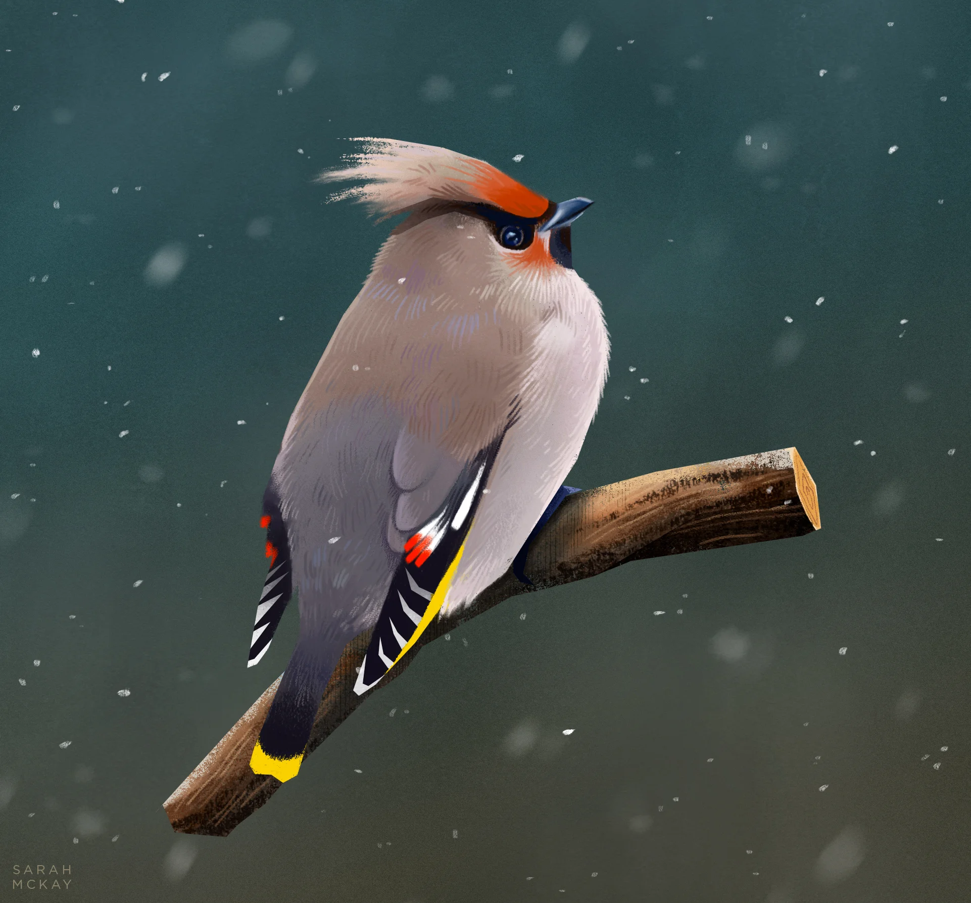 WAXWING