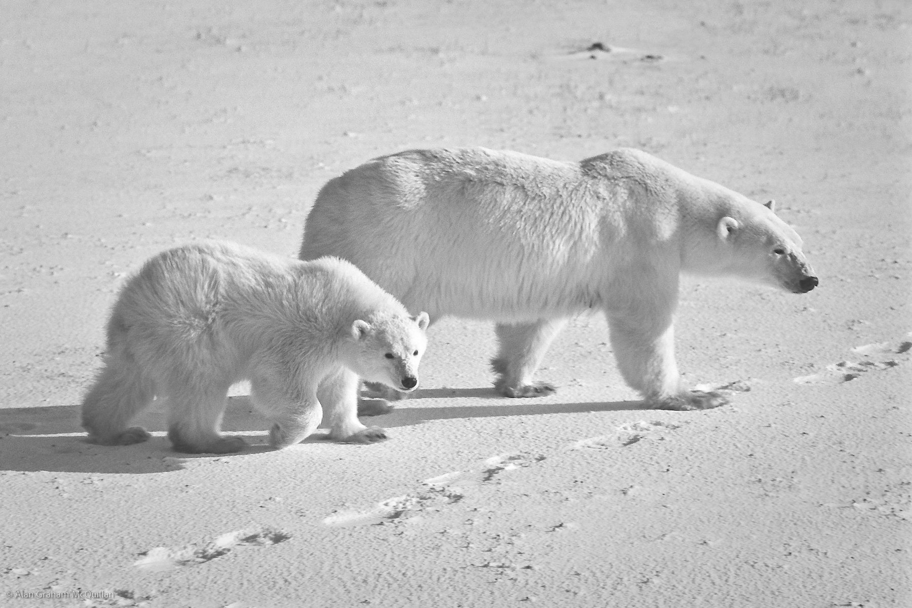Mother and cub, Churchill, Canada