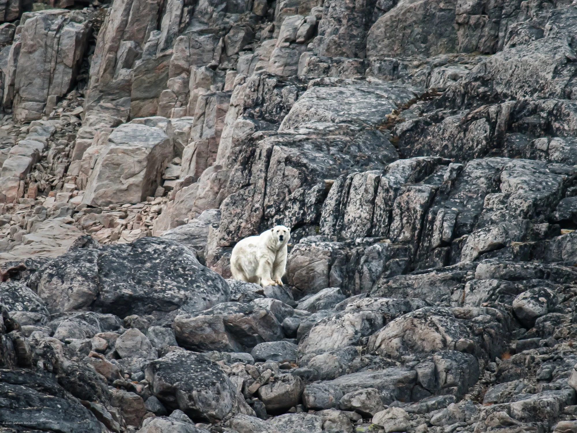 Polar bear, Robertson Inlet, Baffin Island, Canada, 2010