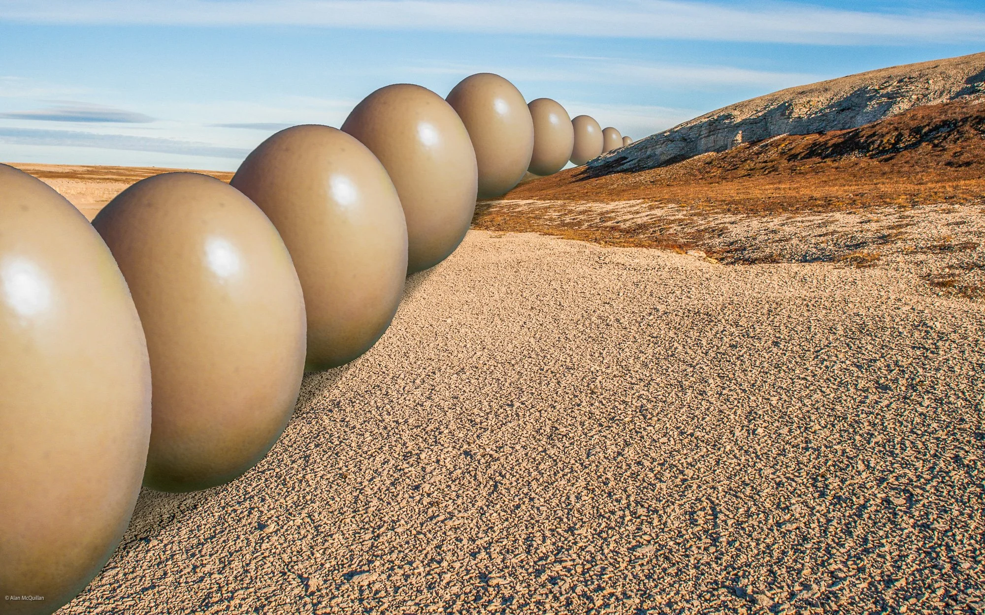 Baffin Island Eggs