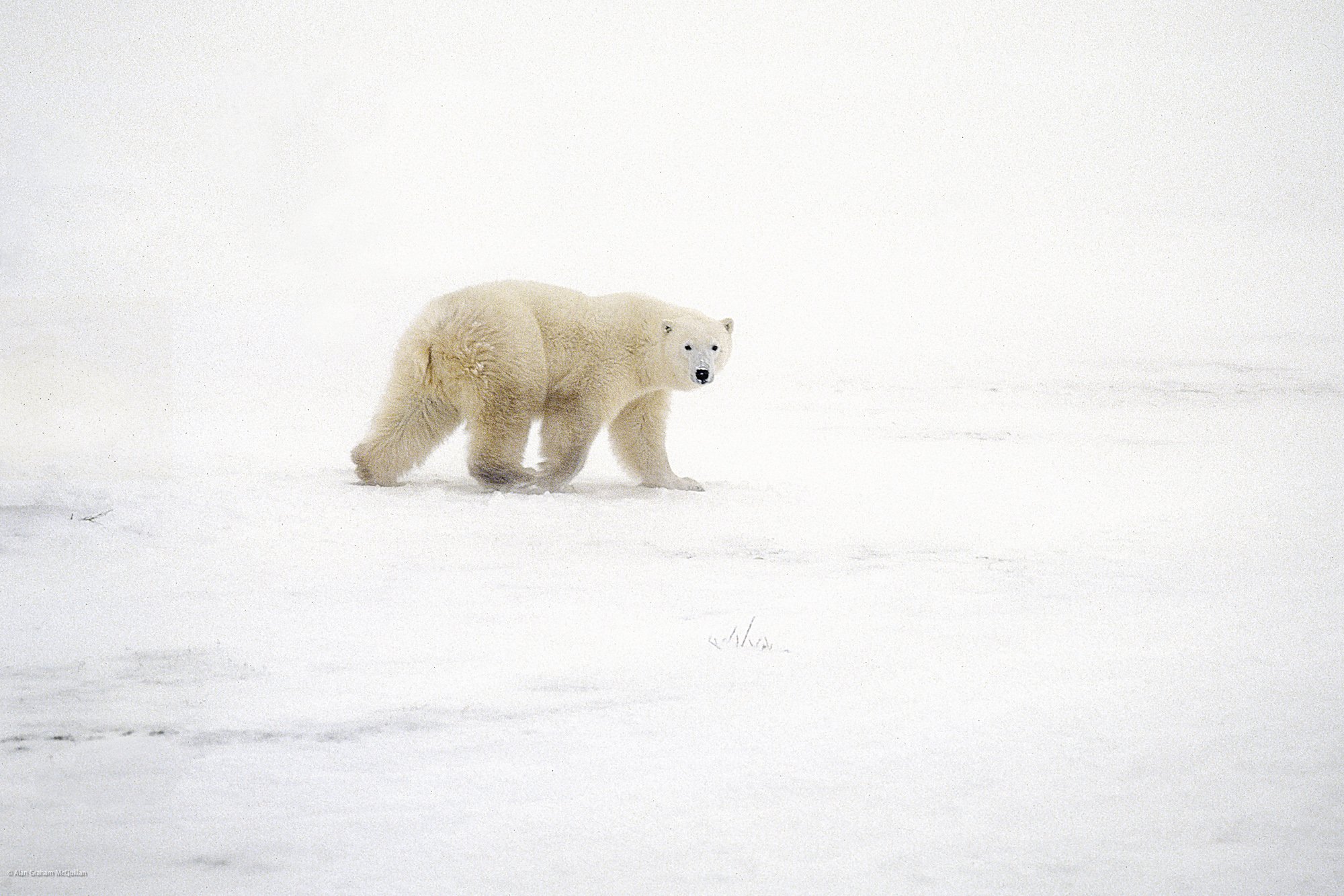 Polar bear in a blizzard, Churchill, Hudson's Bay, Canada