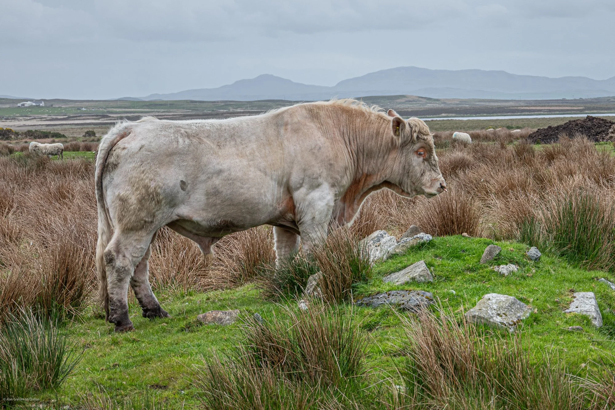 Islay bull