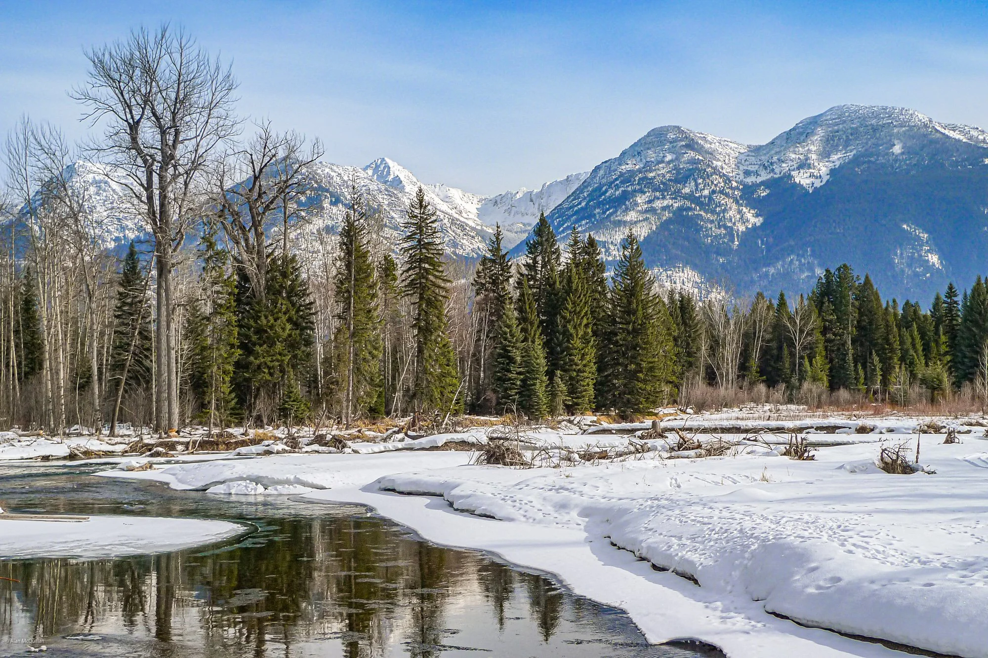 Beaver-gnawed tree and wildlife tracks, Swan River, Montana