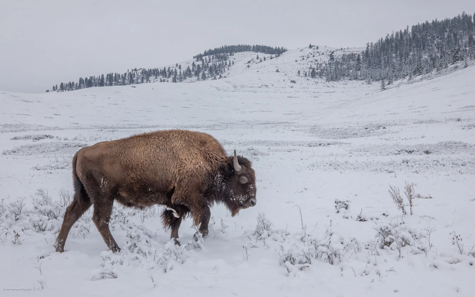 Bison Range, Montana, 2025