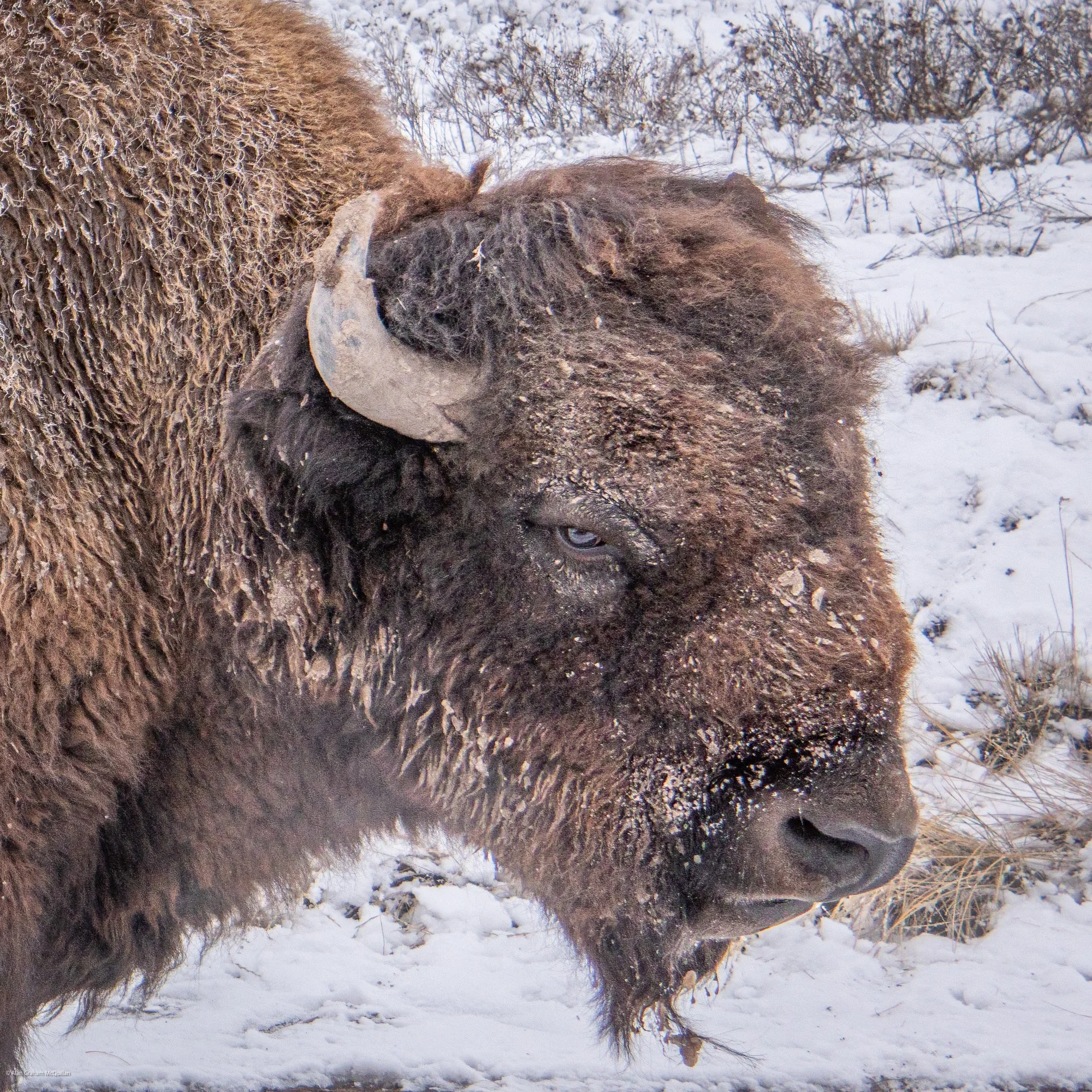 Close-up, Bison Range, Montana, 2025