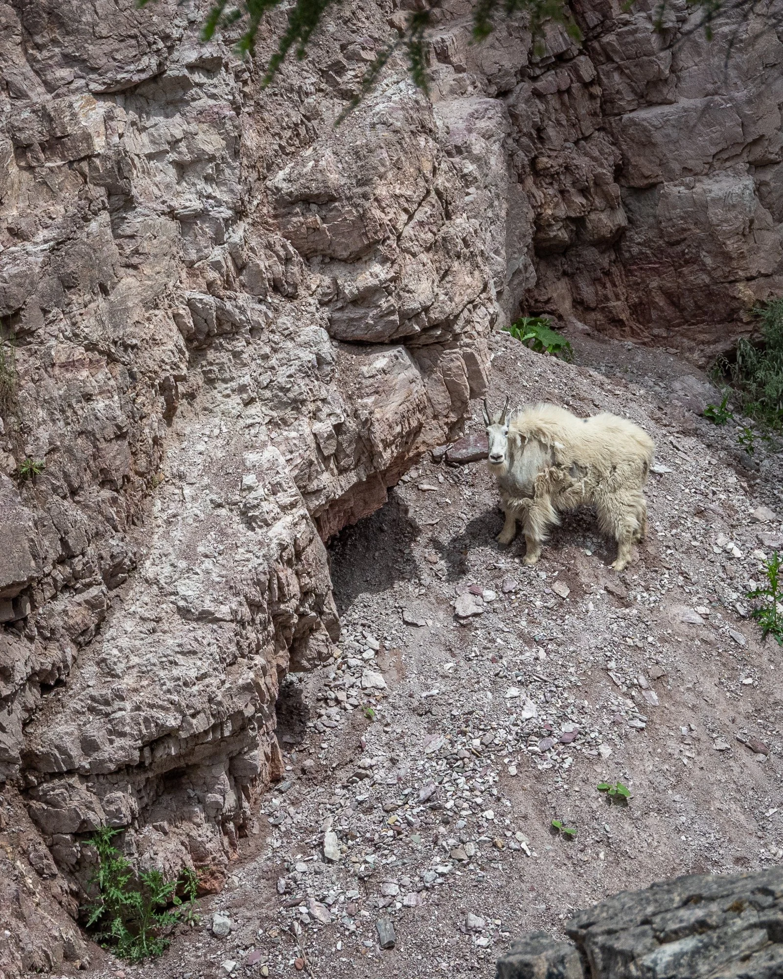 Mountain goat, Glacier National Park, Montana