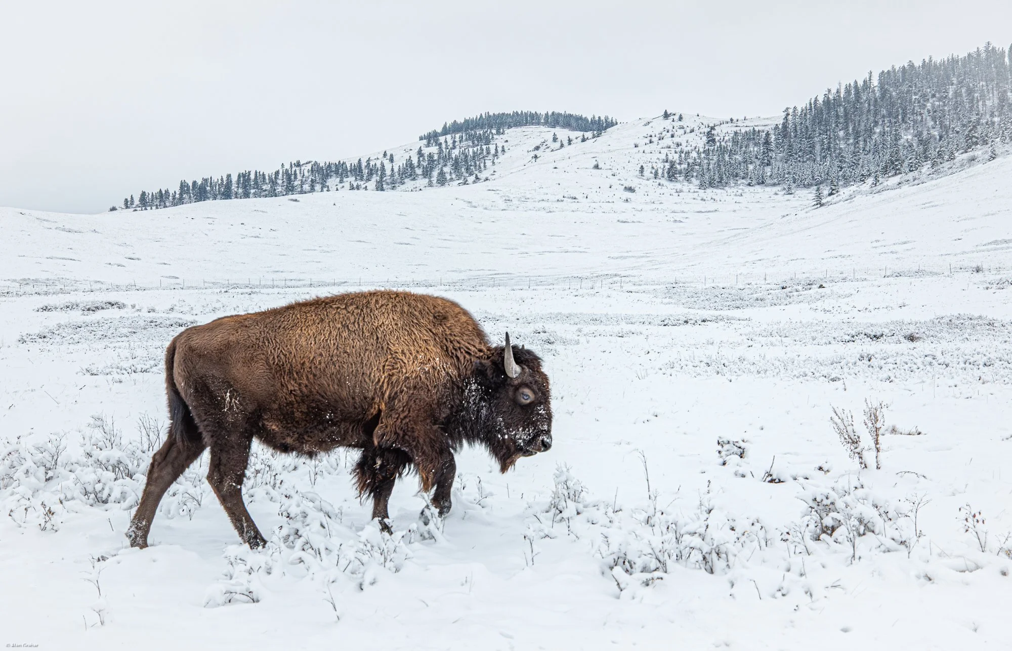 CSKT Bison Range, Montana