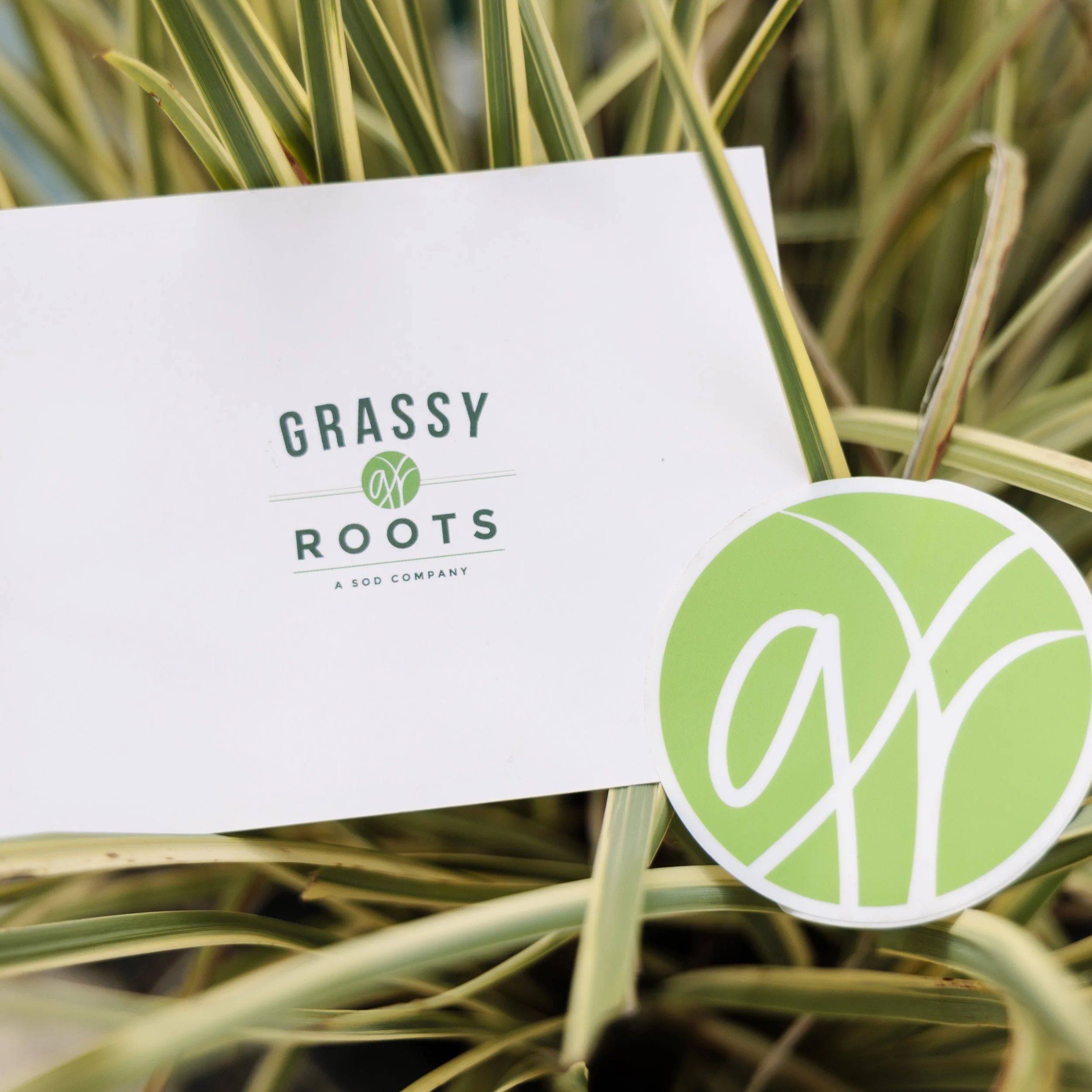 Grassy Roots