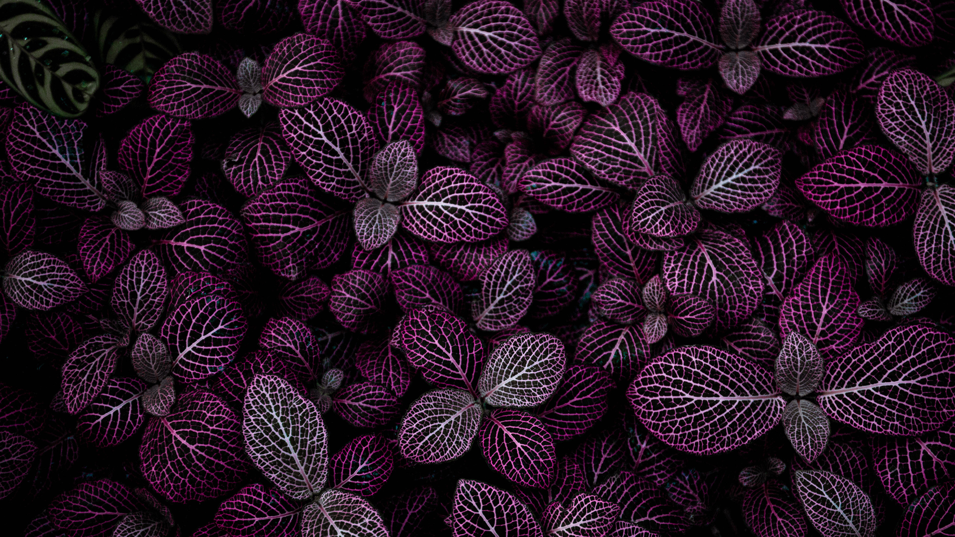 home header 2.jpg