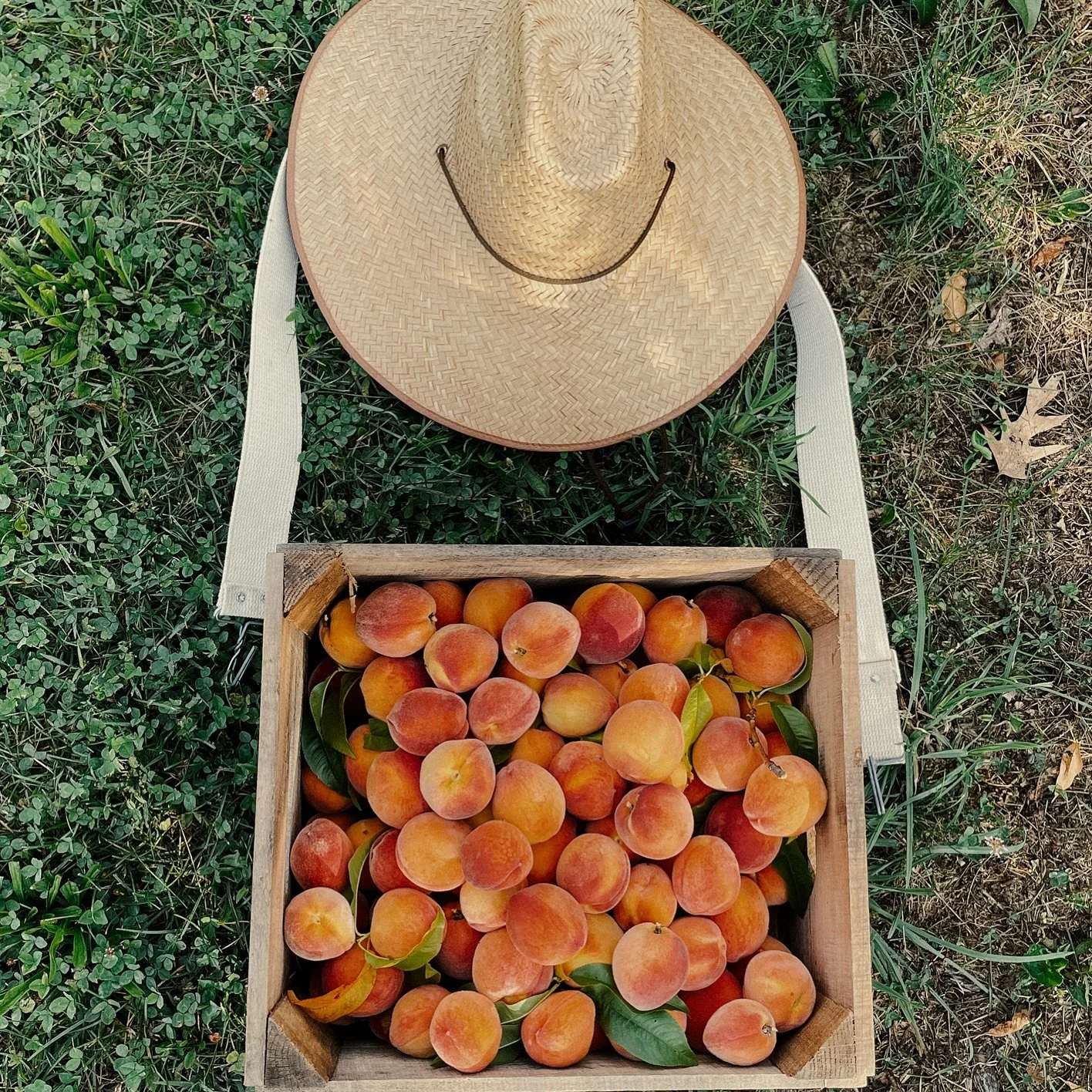 A good harvest feels like this.

Sun on your back. Sweat on the brow. A hat that&rsquo;s earned its keep.

These peaches head to our farmers markets every week in West Chester and Kennett Square. They&rsquo;re also hitting our fermentation tanks soon