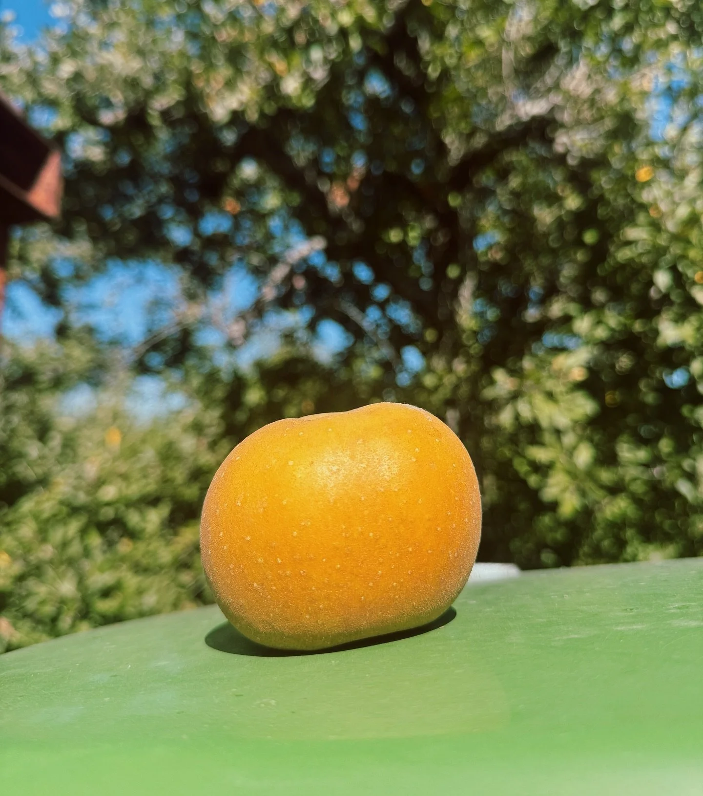 Golden Russet is not your average grocery store apple. It’s old school. Soft tannins, acid, rich with honeyed flavor.
This apple makes a single varietal cider that’s aged all winter long. There’s no better expression of our orchard