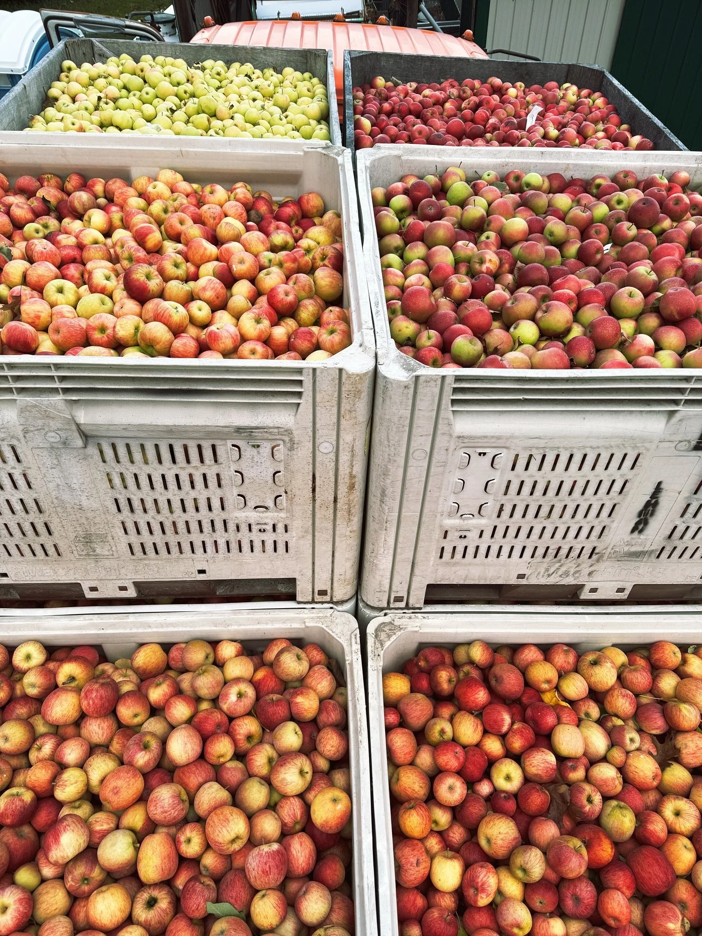 Cold mornings. Bright bins. 

These apples are headed for the press. Then eventually, cider in your glass 🍻