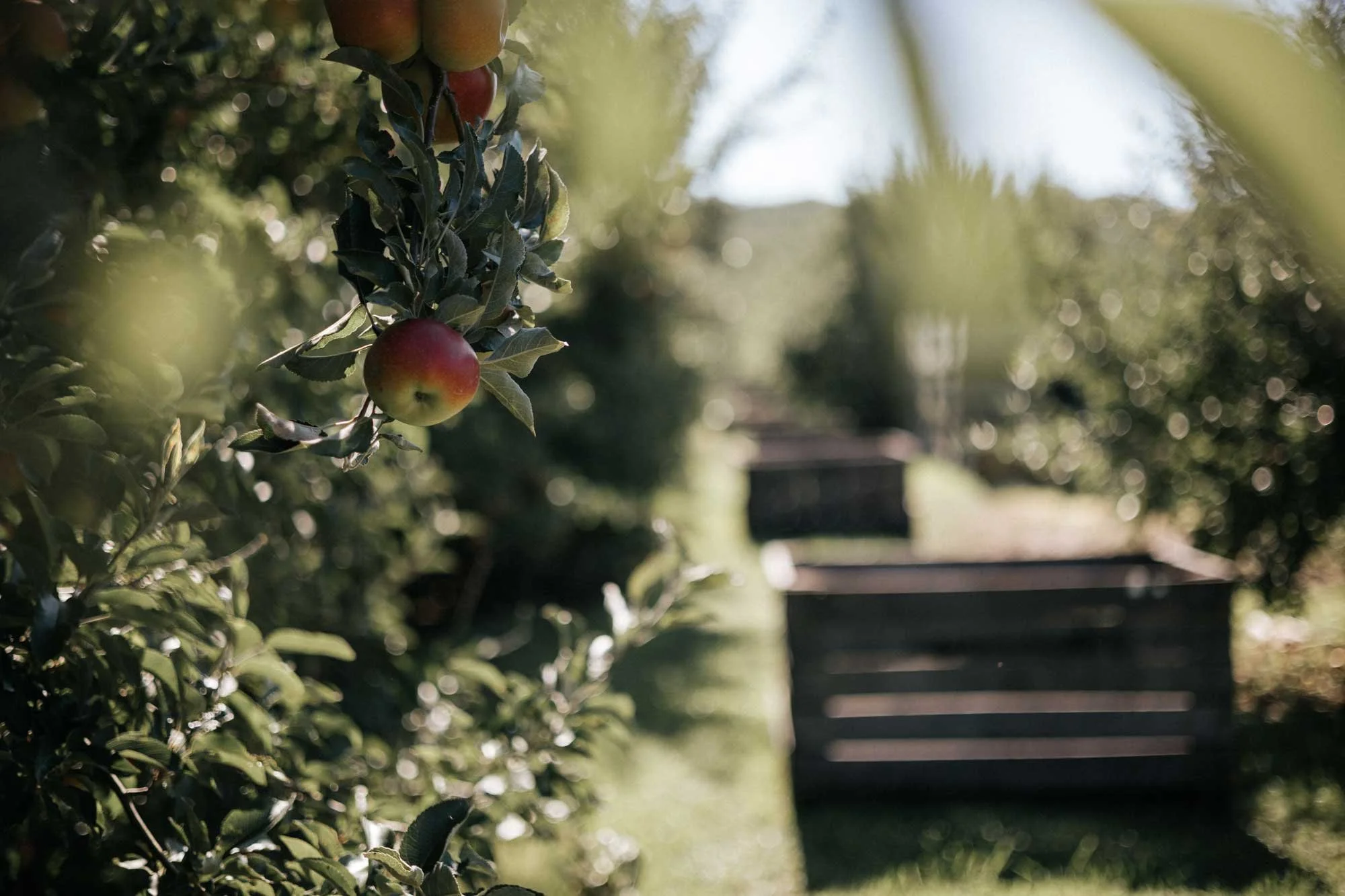 National Apple Harvest Festival