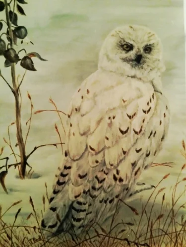 Snowy Owl 16 x 20 Sold