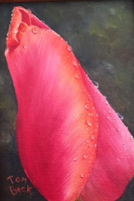 Closed Tulip 5 x 7 $45 