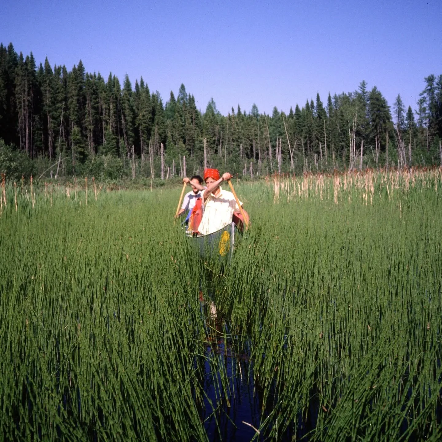 In the Tall Grass 🌾🌾🌾

#lvithrowbackthursday 

📸1: 1993 Eric Kemp Crew
📸2: 1981 Crew
📸3: 2002 (Hartjes)Ortega &amp; Bohlsen Crew
📸4: 1983 Crew
📸5: 2006 Foerenbacher &amp; Trigg Crew
📸6: 2004 Johnson &amp; Stark Crew